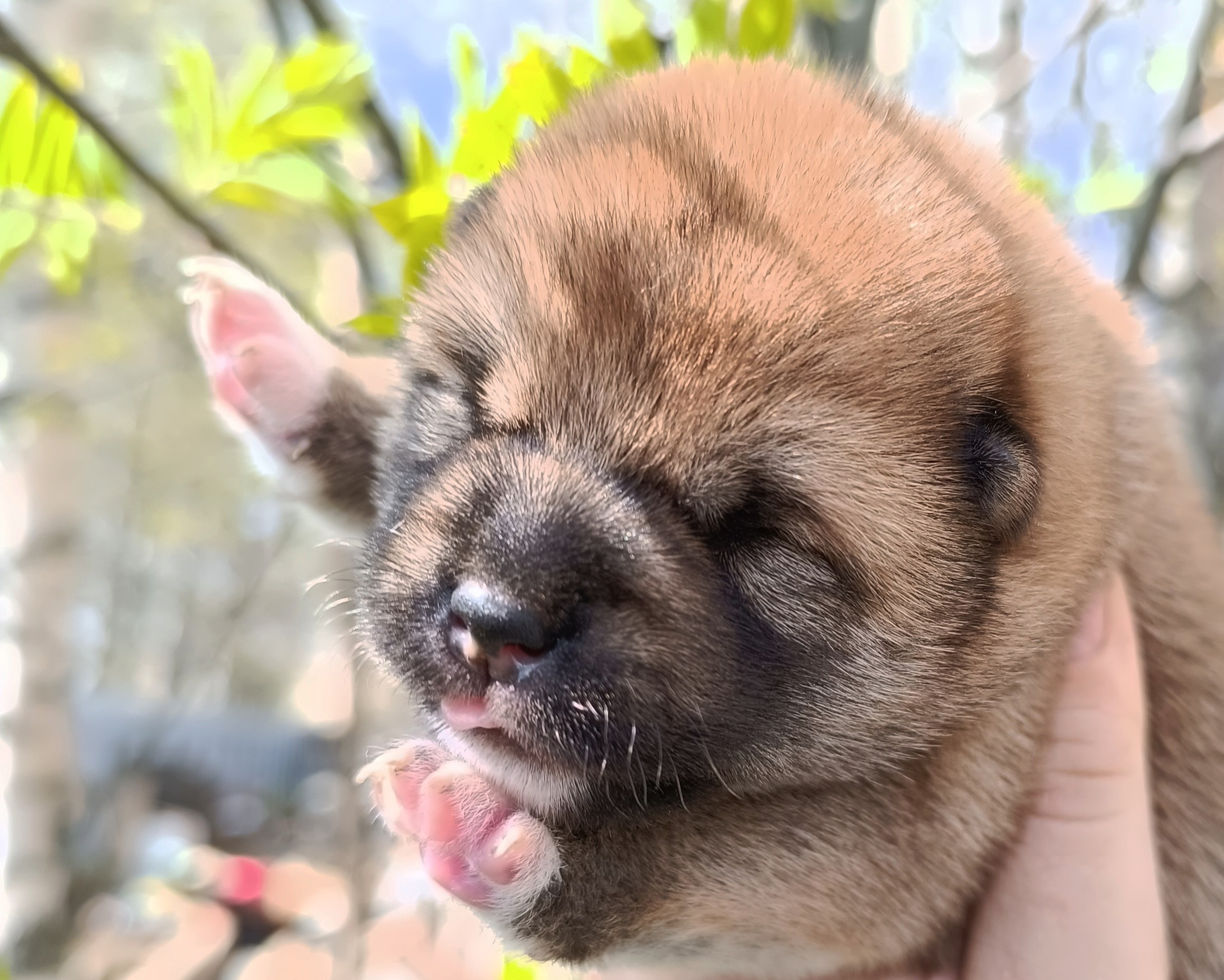 сиба питомник Рубилайт щенки на продажу rubylight  сиба щенки купить СПб Санкт-Петербург