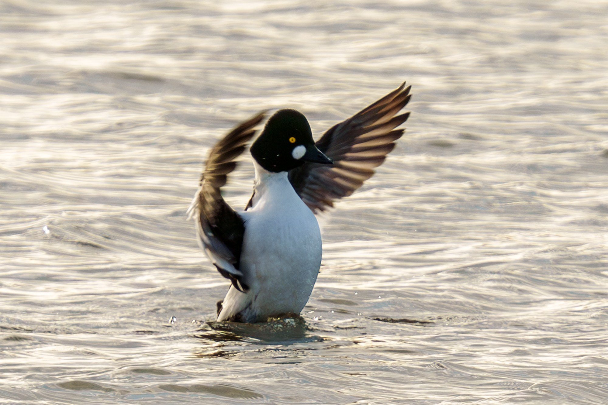 Удивительные мир птиц. Вокруг нас столько прекрасного — присмотритесь!. Ваш личный фотограф Марина Волкова