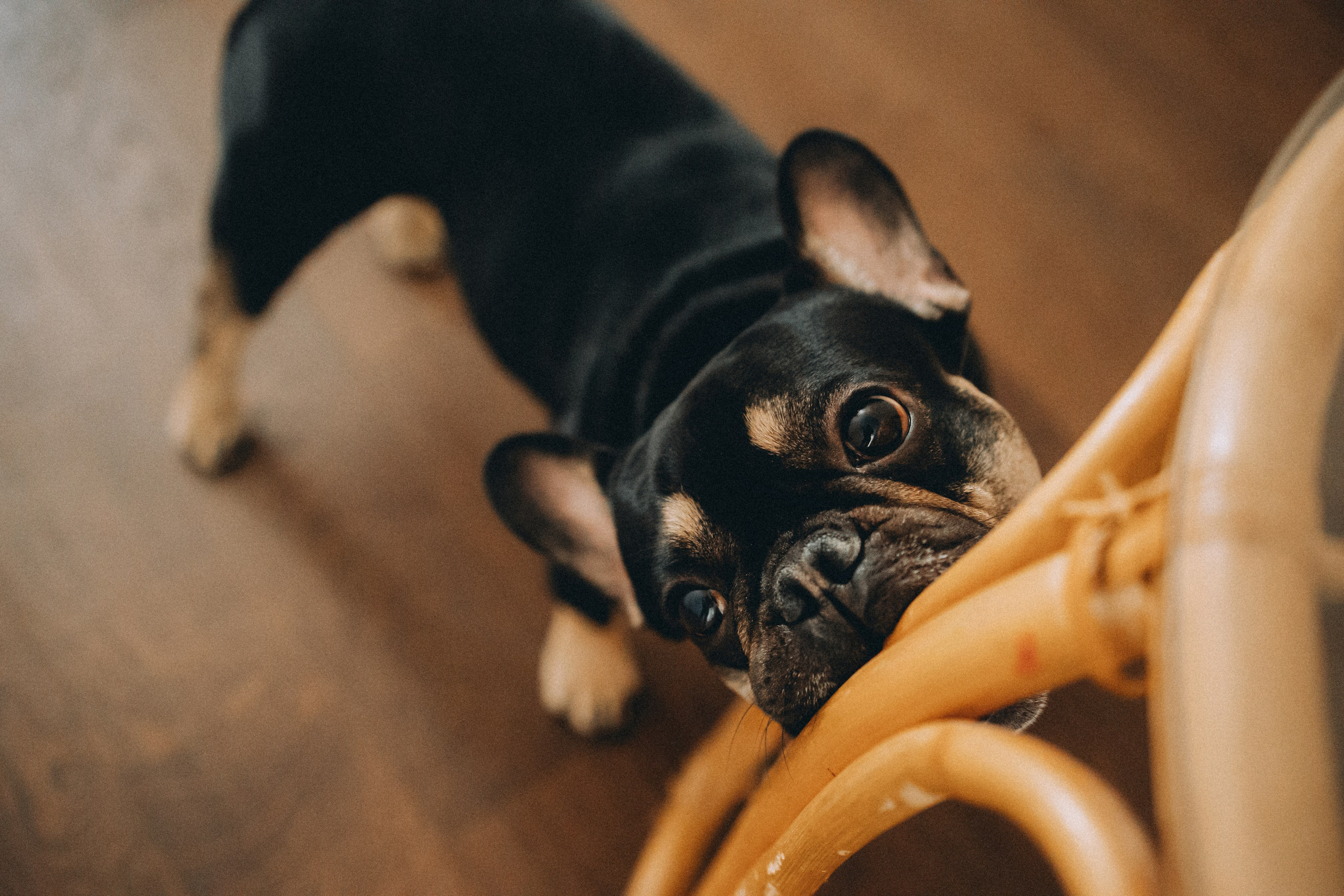 Юля, Мия и Зек