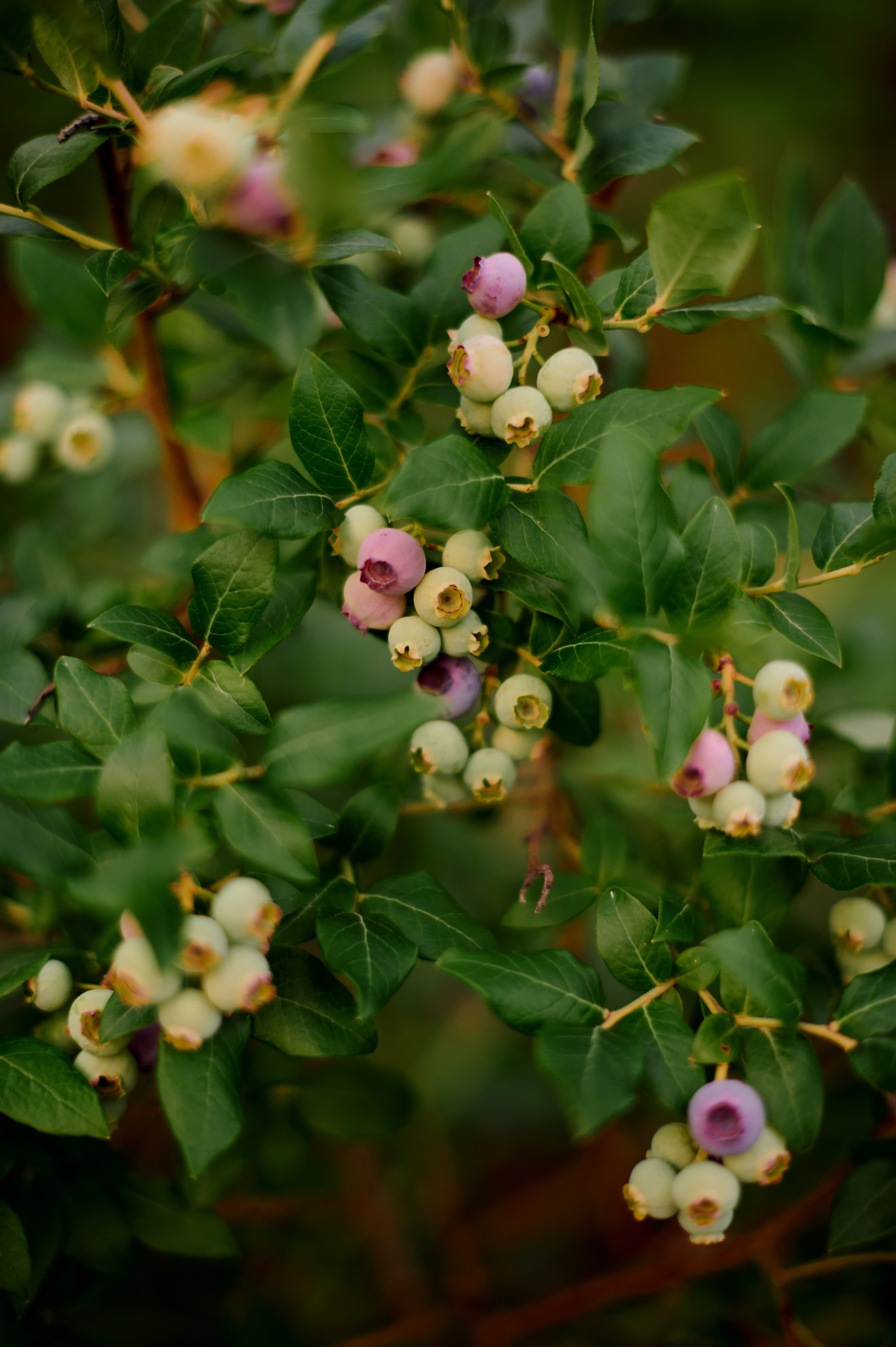 ОГУРЦЫ, ТЕПЛИЦА, САД :). Свадебный и семейный фотограф РИТА БОЧКАРЁВА