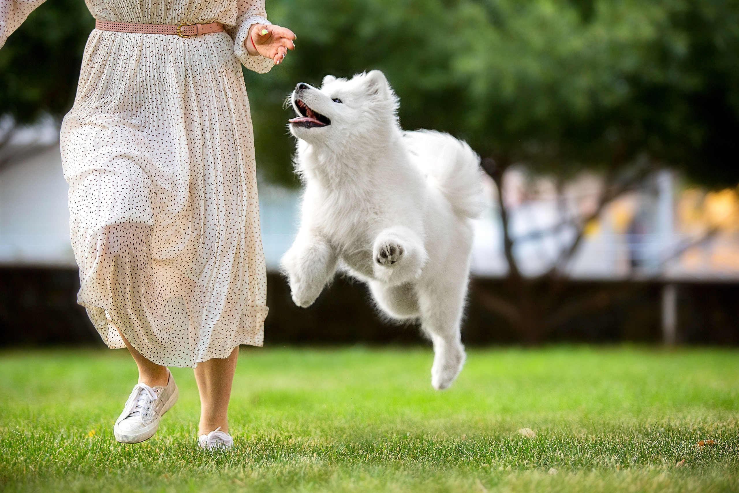 Анастасия, Евгений и самоед Ройс. Https://moshkovaphoto.ru/