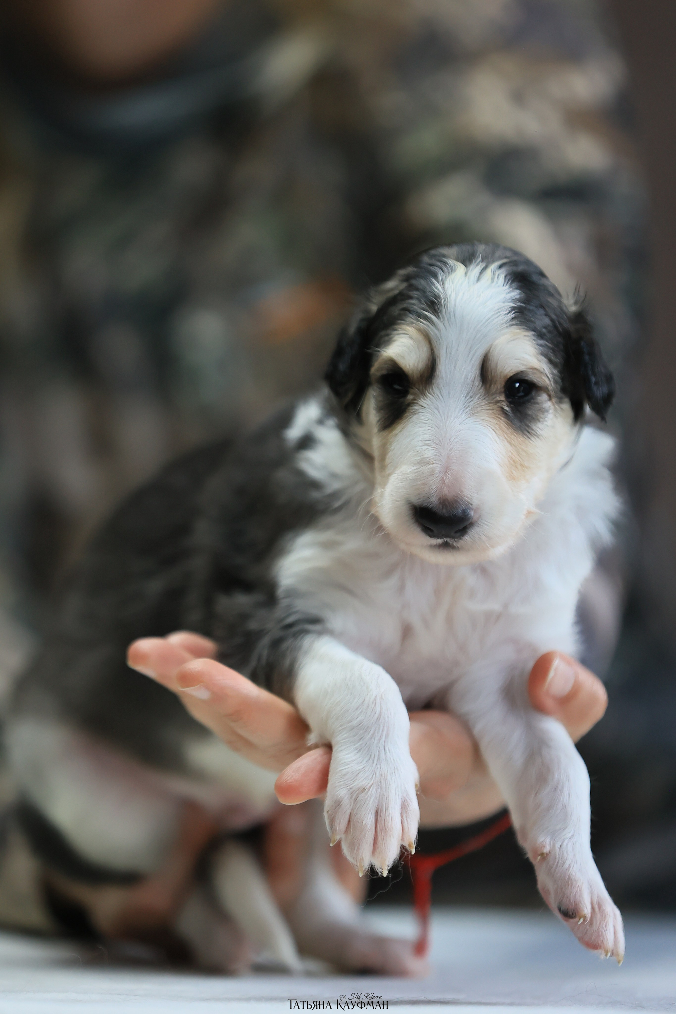Щенки рпб (3 недели). Фотограф Анималист из Новосибирска Татьяна Кауфман
