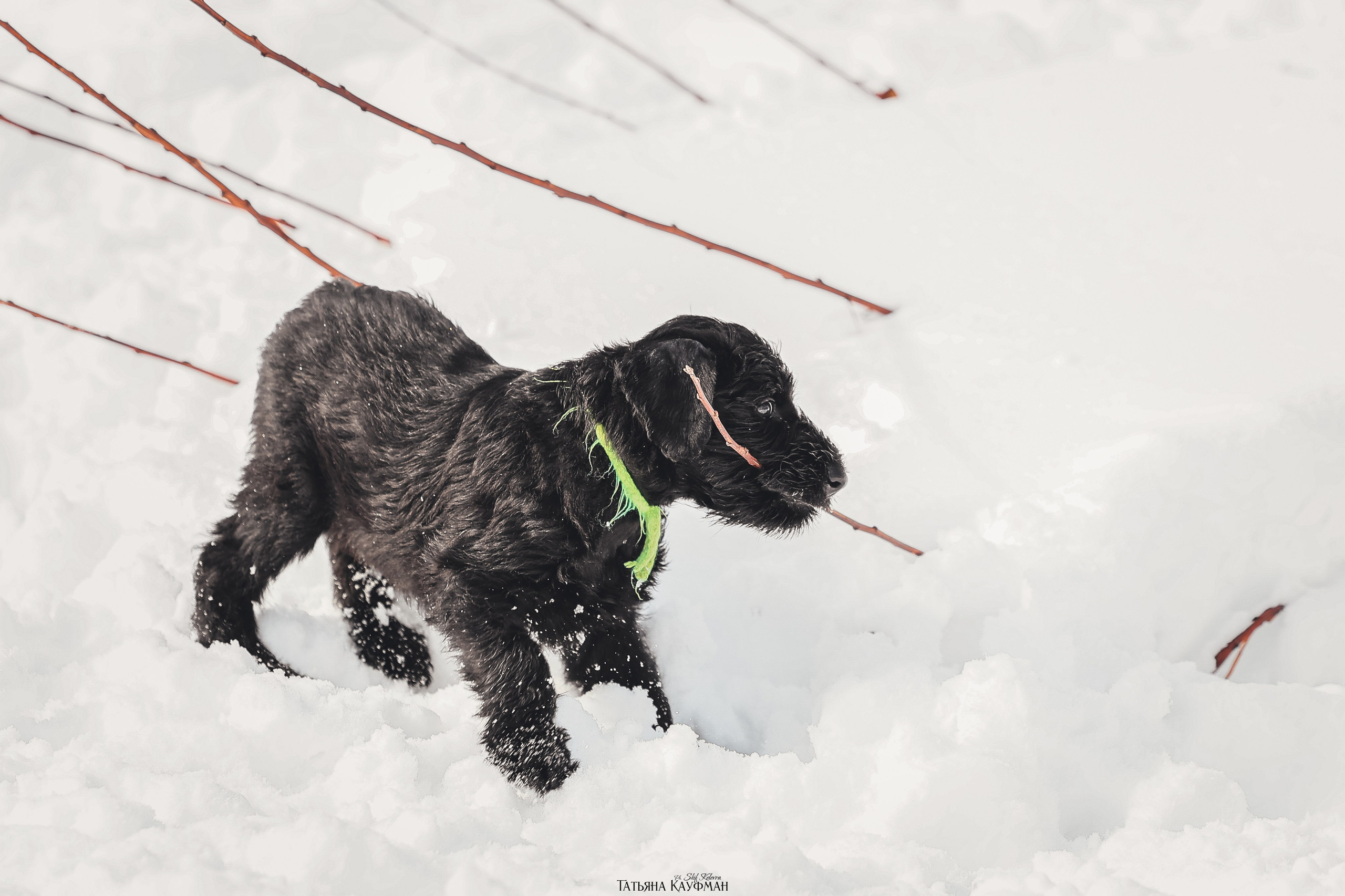 Ризеншнауцер, щенки ризеншнауцера, купить ризеншнауцера, купить щенка, ризеншнауцер Новосибирск, фотосъемка щенков, фотосессия собак, заказать фотосессию, фотографии щенков, сфотографировать щенка, фотограф Анималист, фотограф собак Новосибирск, фотограф анималист Новосибирск