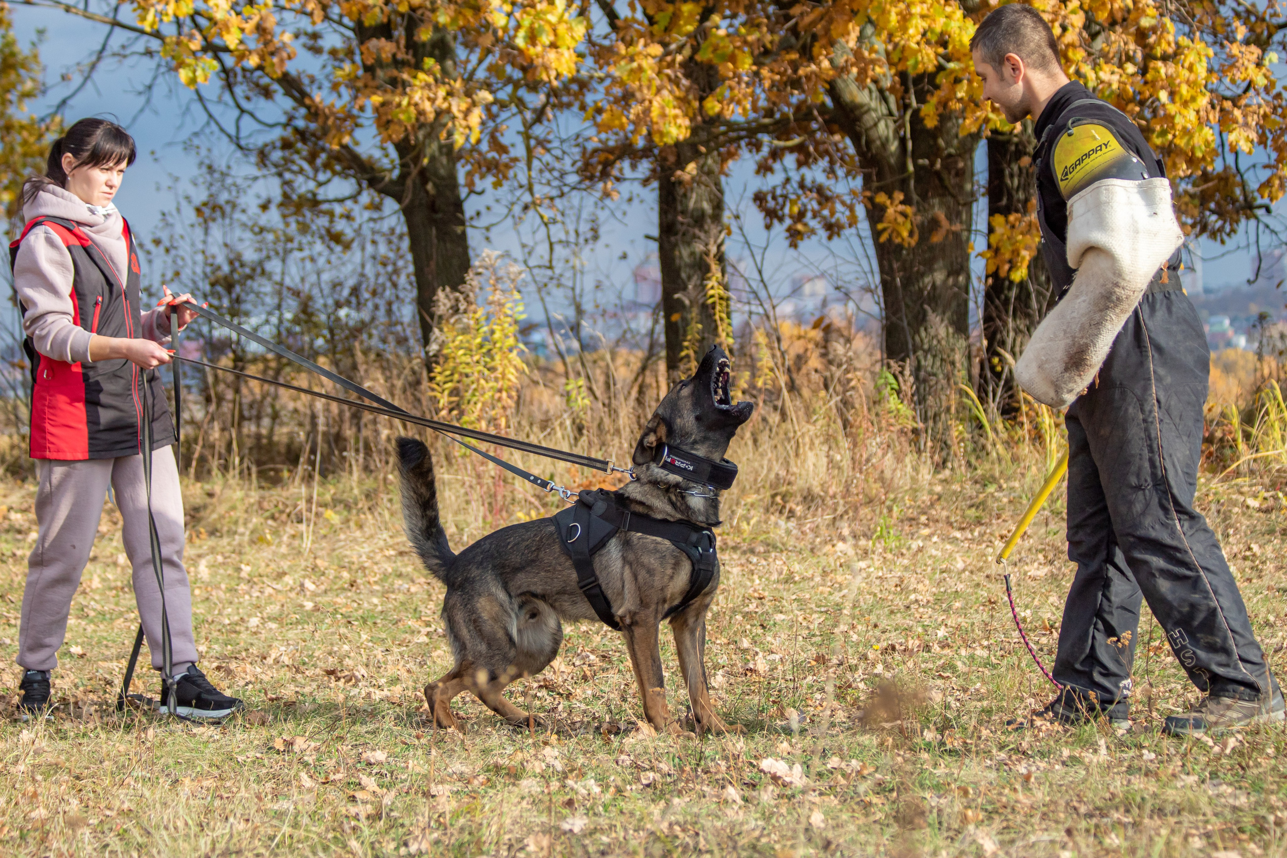 Тренинг защитного раздела. Фотограф анималист — Тула, Москва