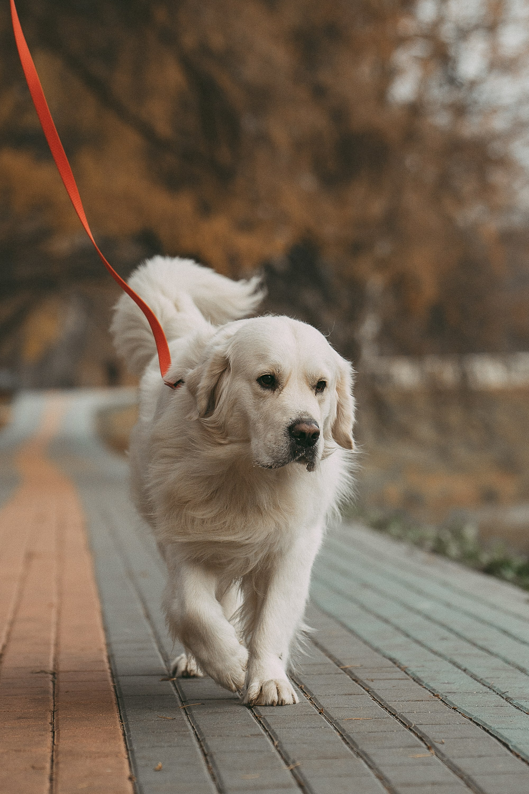 Лена и Мерлин. Фотограф анималист в Москве и Санкт-Петербурге Свиридова Анна