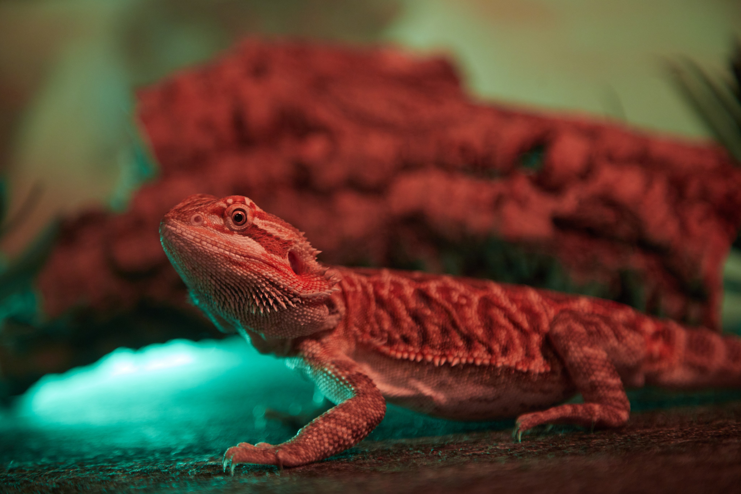 Фотосъёмка ящерицы на коряге.