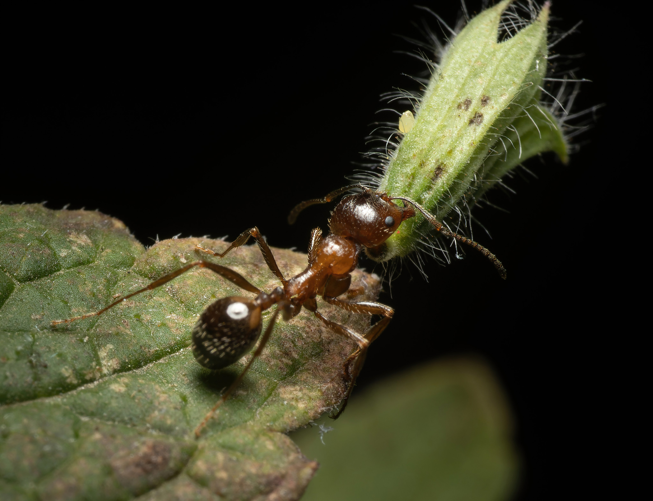 Муравьи. Oles Paritskiy