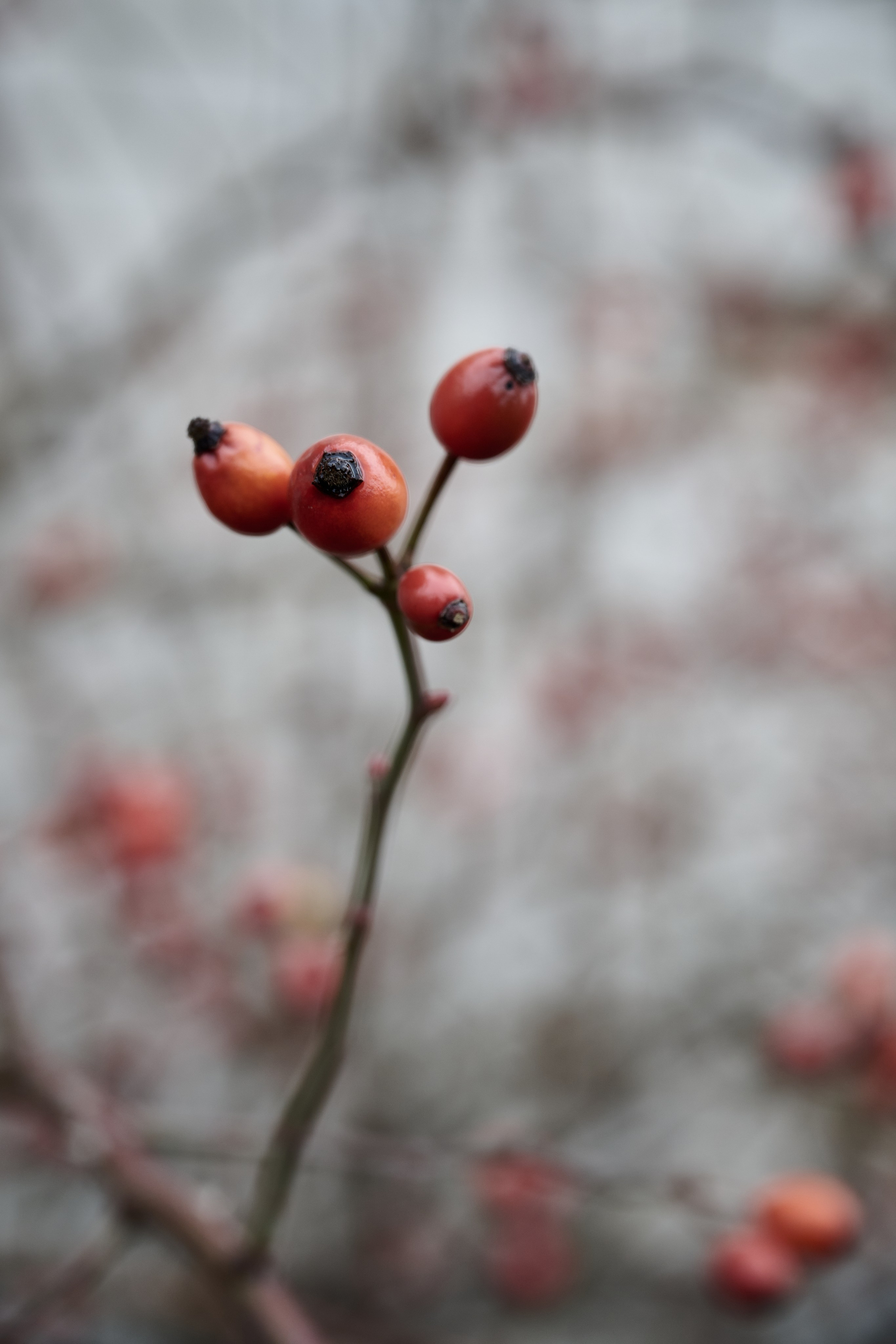 Поздравляем Товарищей с Новым Годом!. Фотограф Роман Адлер