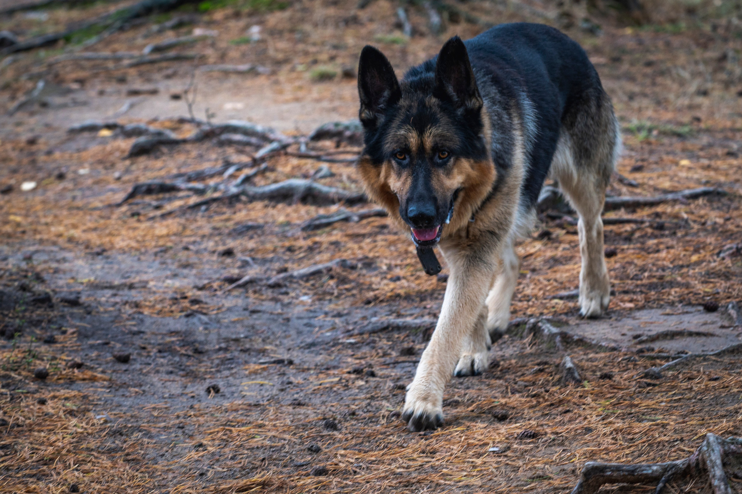 Фотопрогулка ДР. Фотограф Роман Адлер