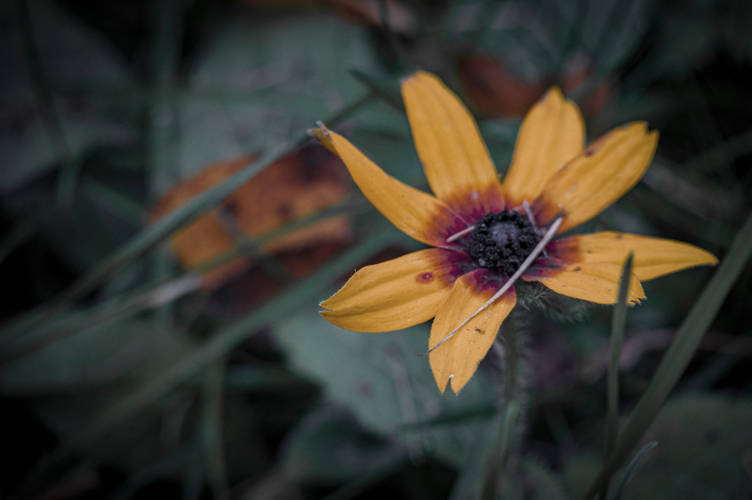 Осенние цветы. Фотограф Роман Адлер