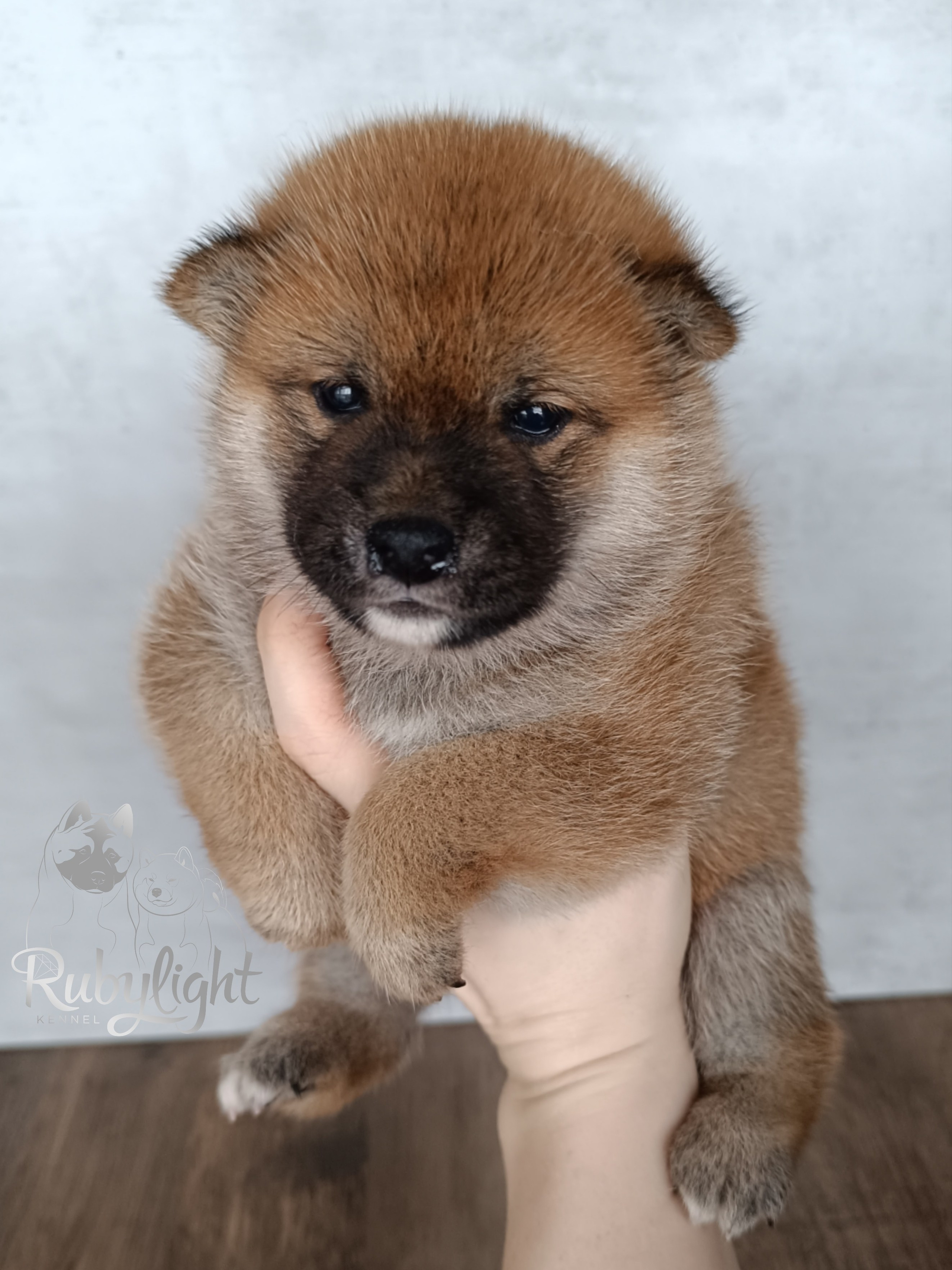 Сиба Rubylight Ellis питомник Рубилайт 