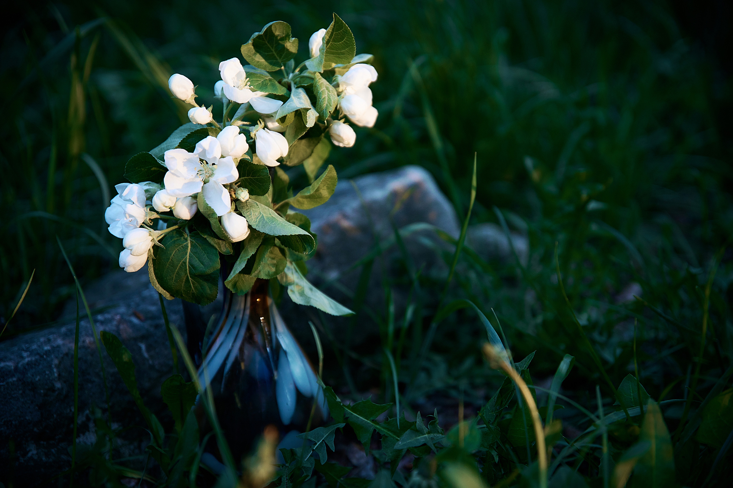 Ириша (цветение). Татьяна Бабаева — Фотограф