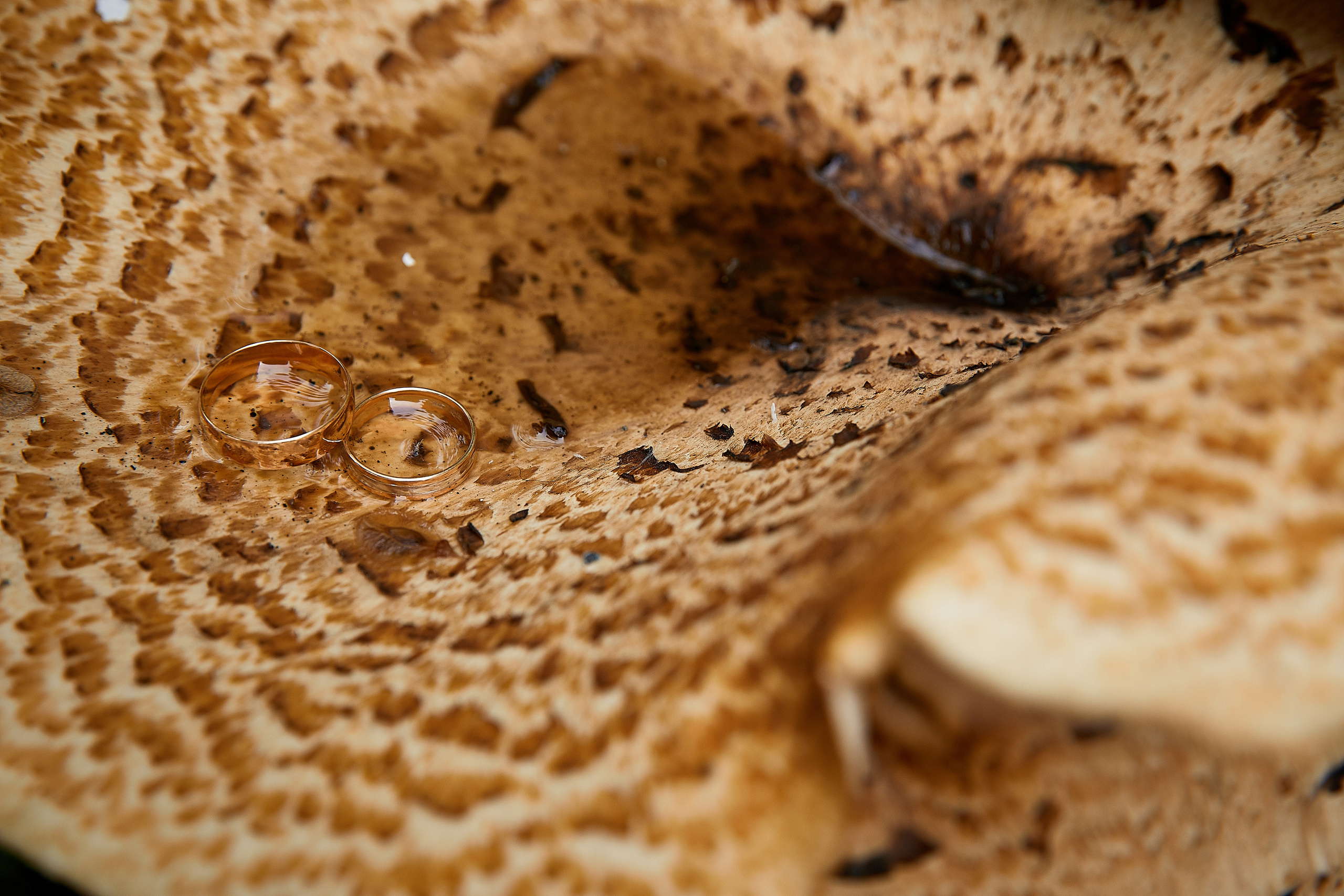 Сергей и Оксана. Татьяна Бабаева — Фотограф