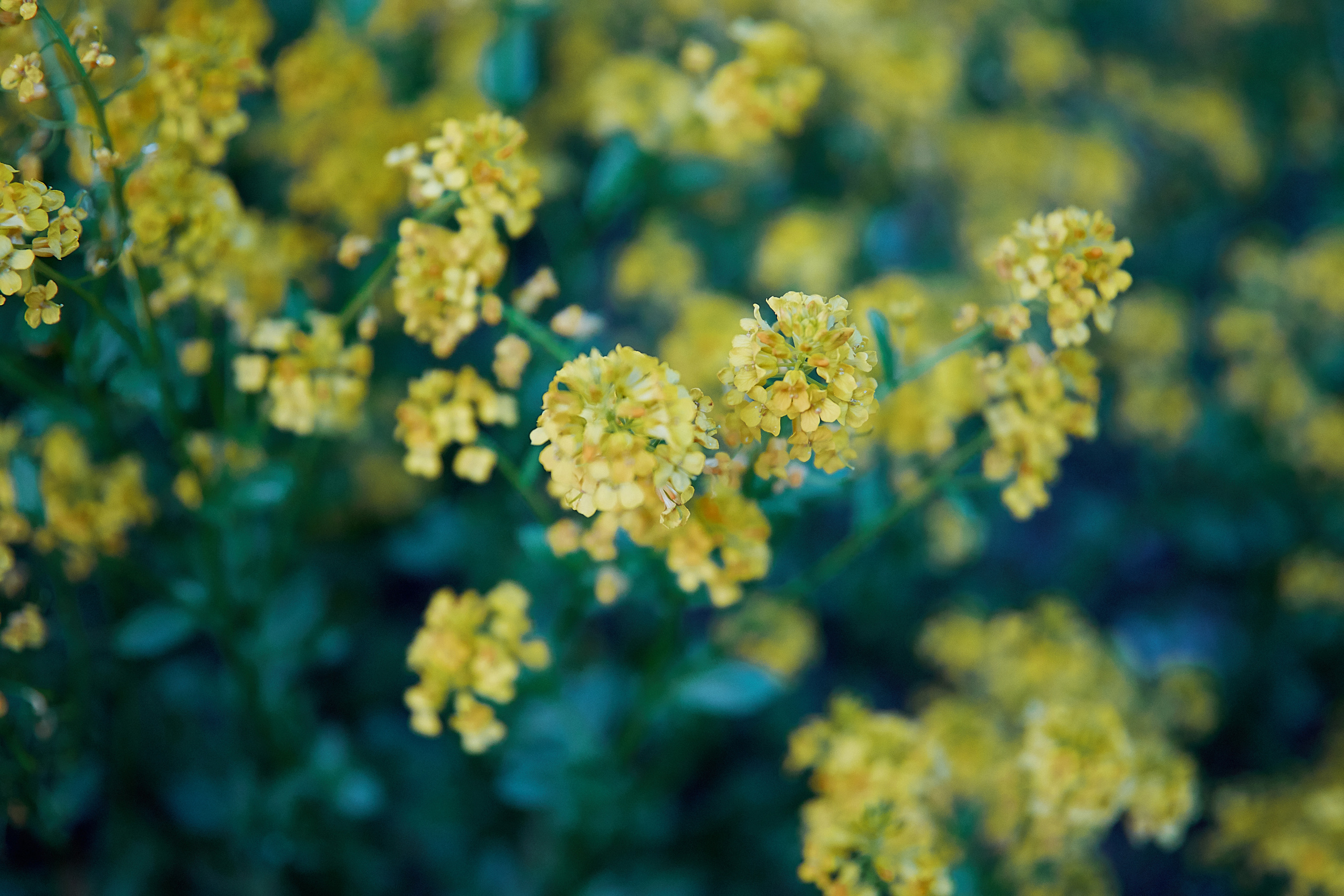 Ириша (цветение). Татьяна Бабаева — Фотограф