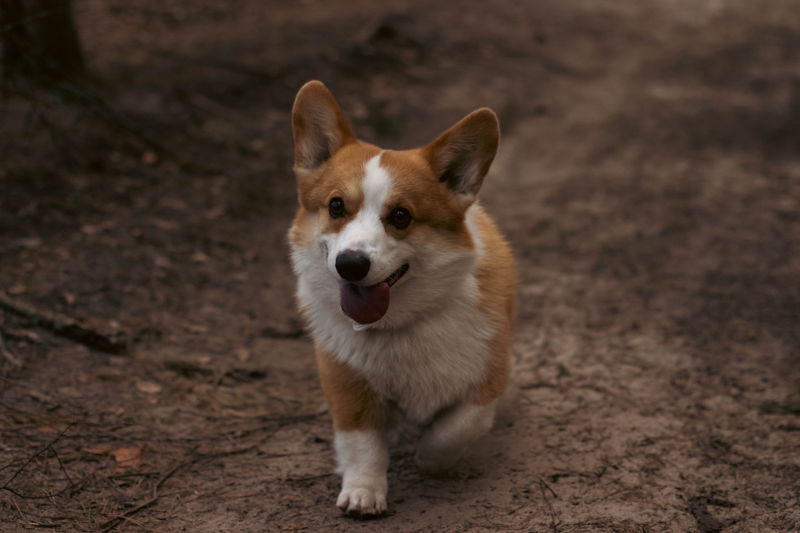 Деймик. Фотограф в Москве Ксюшенька