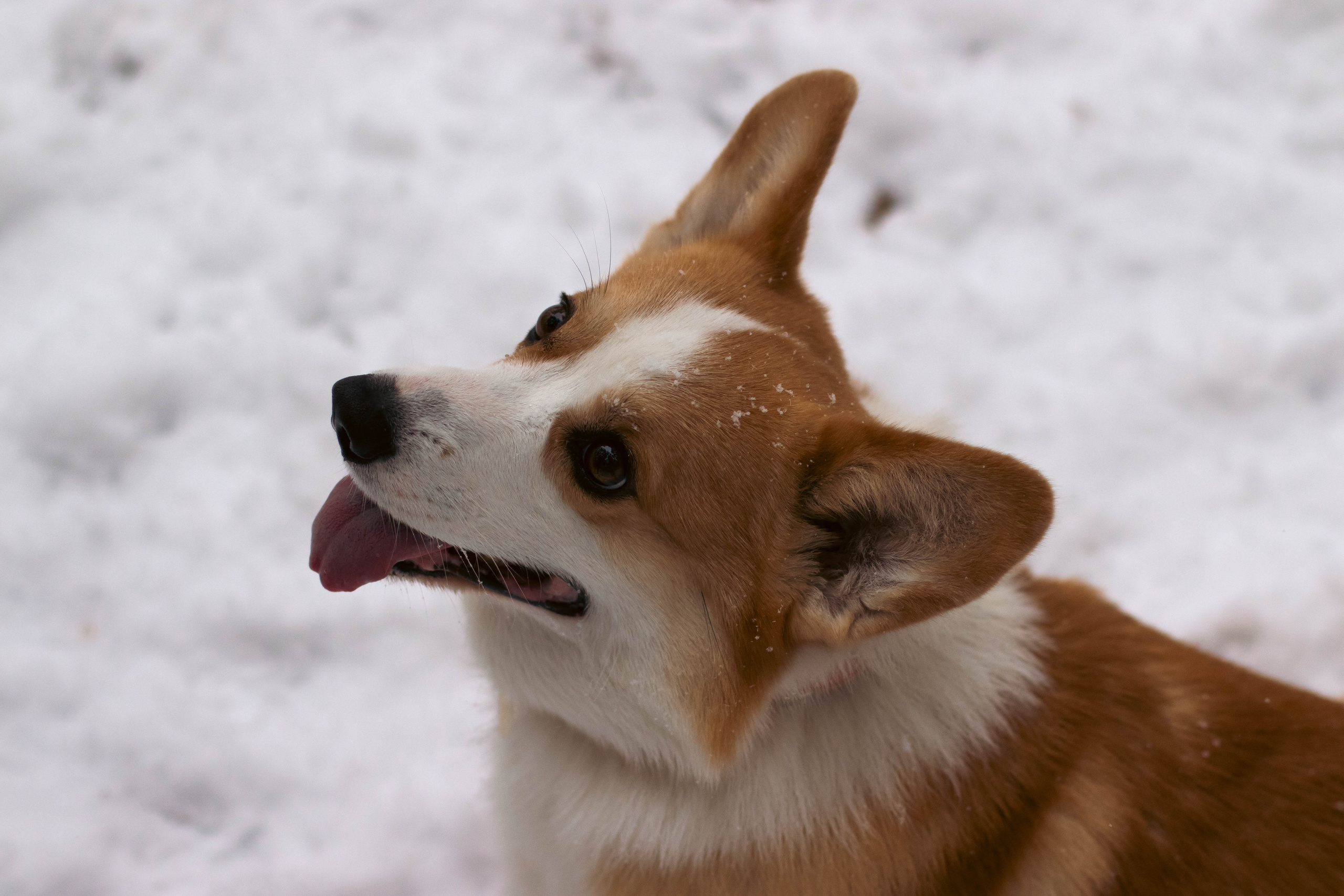 Деймик. Фотограф в Москве Ксюшенька