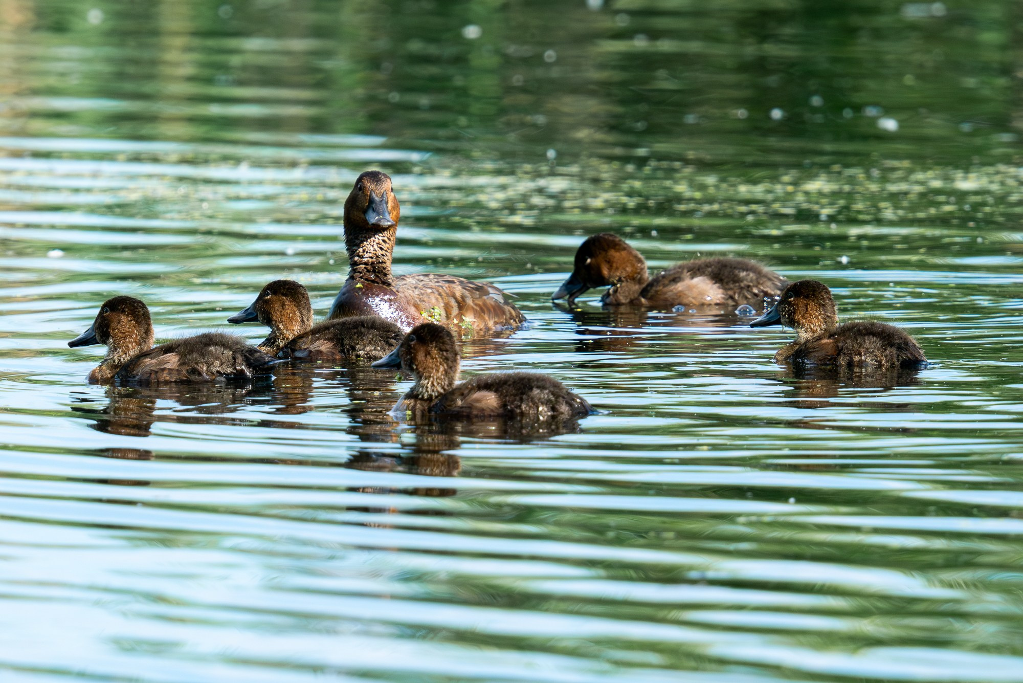 Удивительные мир птиц. Вокруг нас столько прекрасного — присмотритесь!. Ваш личный фотограф Марина Волкова
