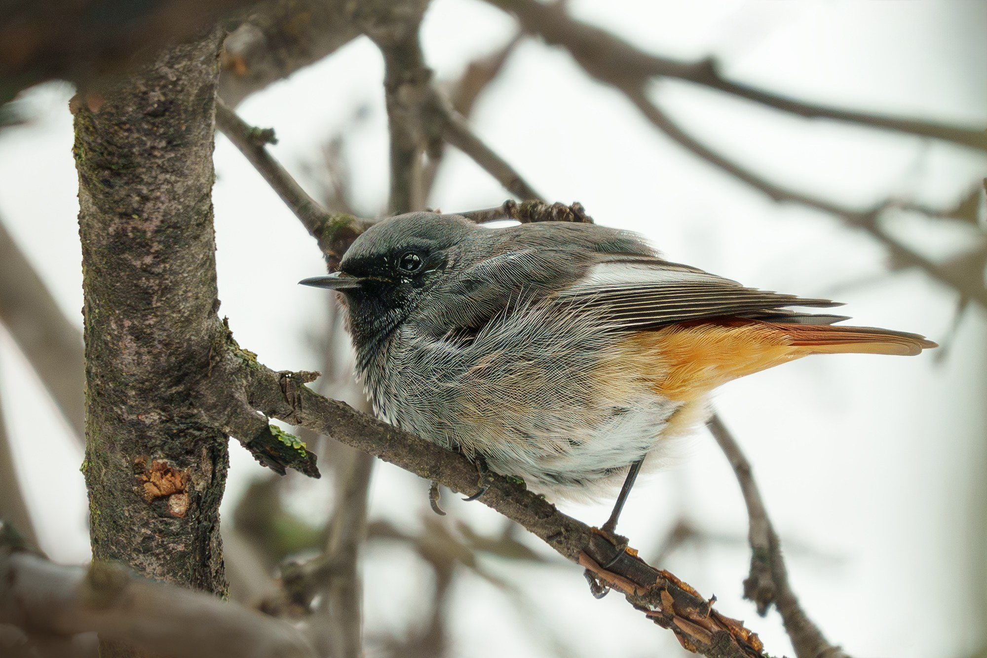 Удивительные мир птиц. Вокруг нас столько прекрасного — присмотритесь!. Ваш личный фотограф Марина Волкова