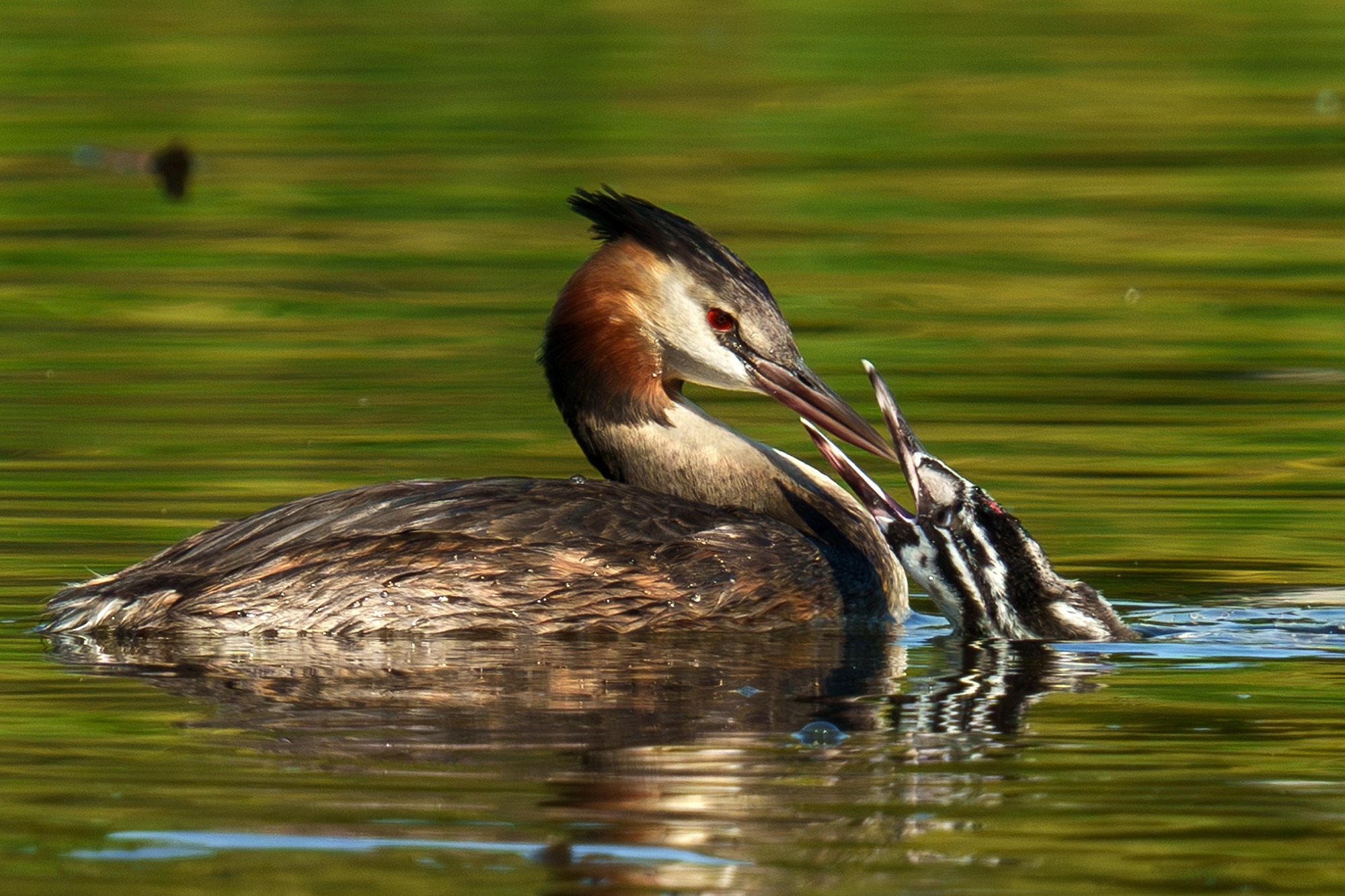 Удивительные мир птиц. Вокруг нас столько прекрасного — присмотритесь!. Ваш личный фотограф Марина Волкова