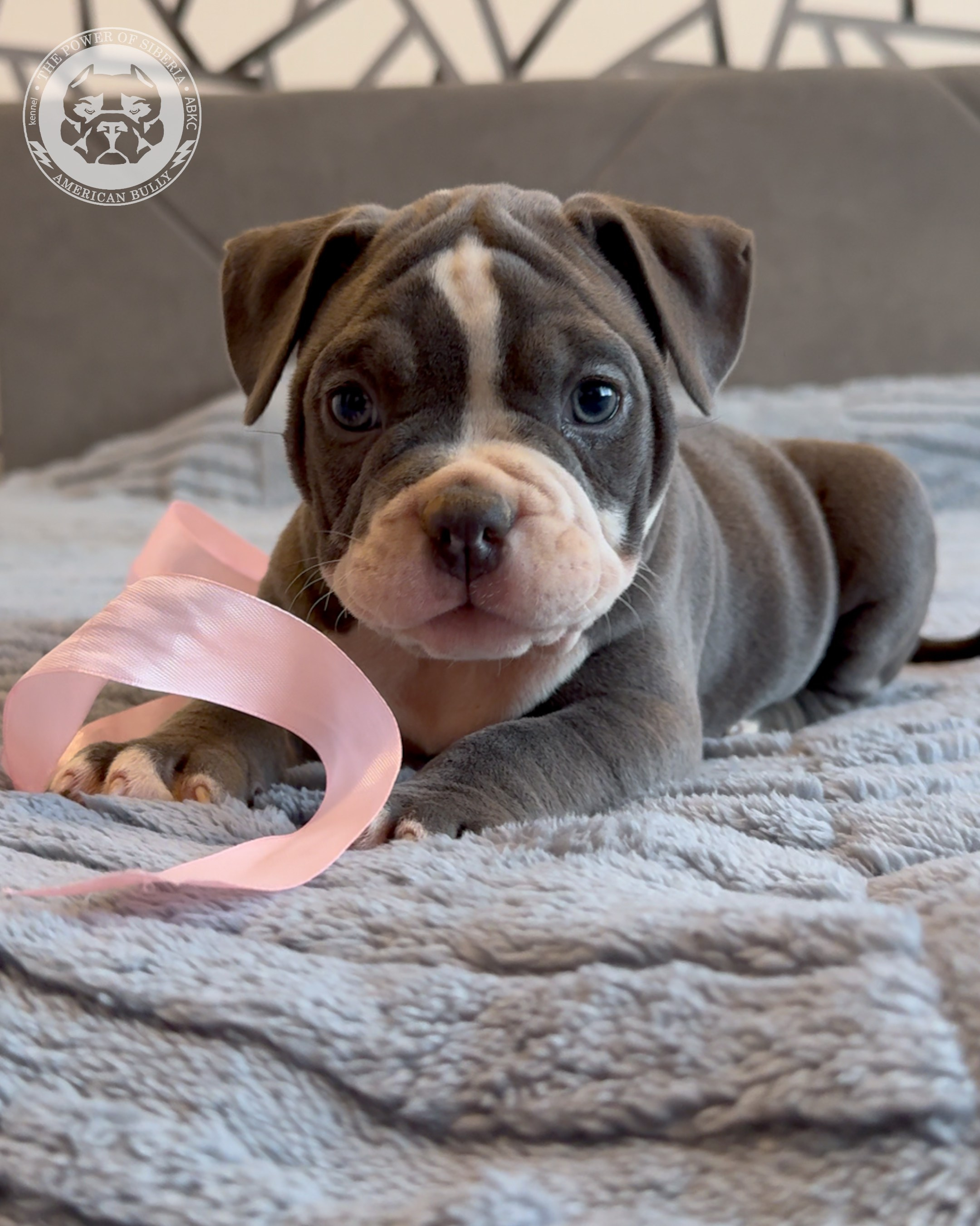 Свободные щенки Американский Булли, в типах покет, классик, стандарт. Американский Булли в г. Ростов-на-Дону. Питомник THE POWER OF SIBERIA