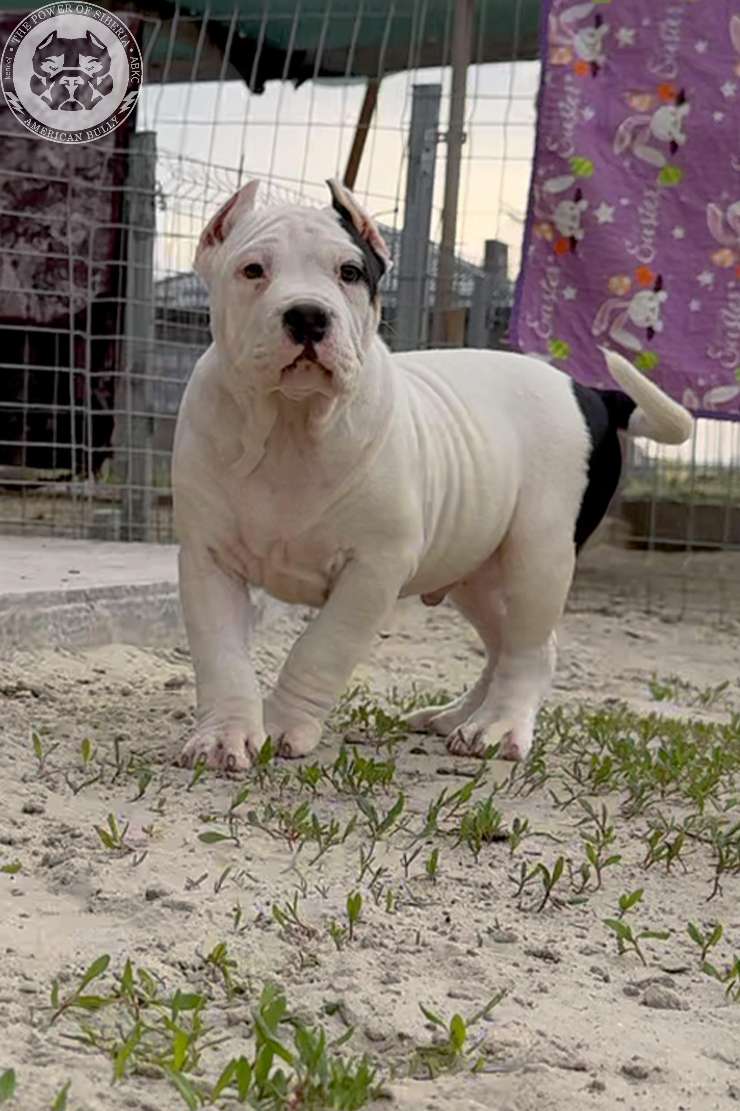 20.01.26-Рокси-Арчи. Американский Булли в г. Ростов-на-Дону. Питомник THE POWER OF SIBERIA
