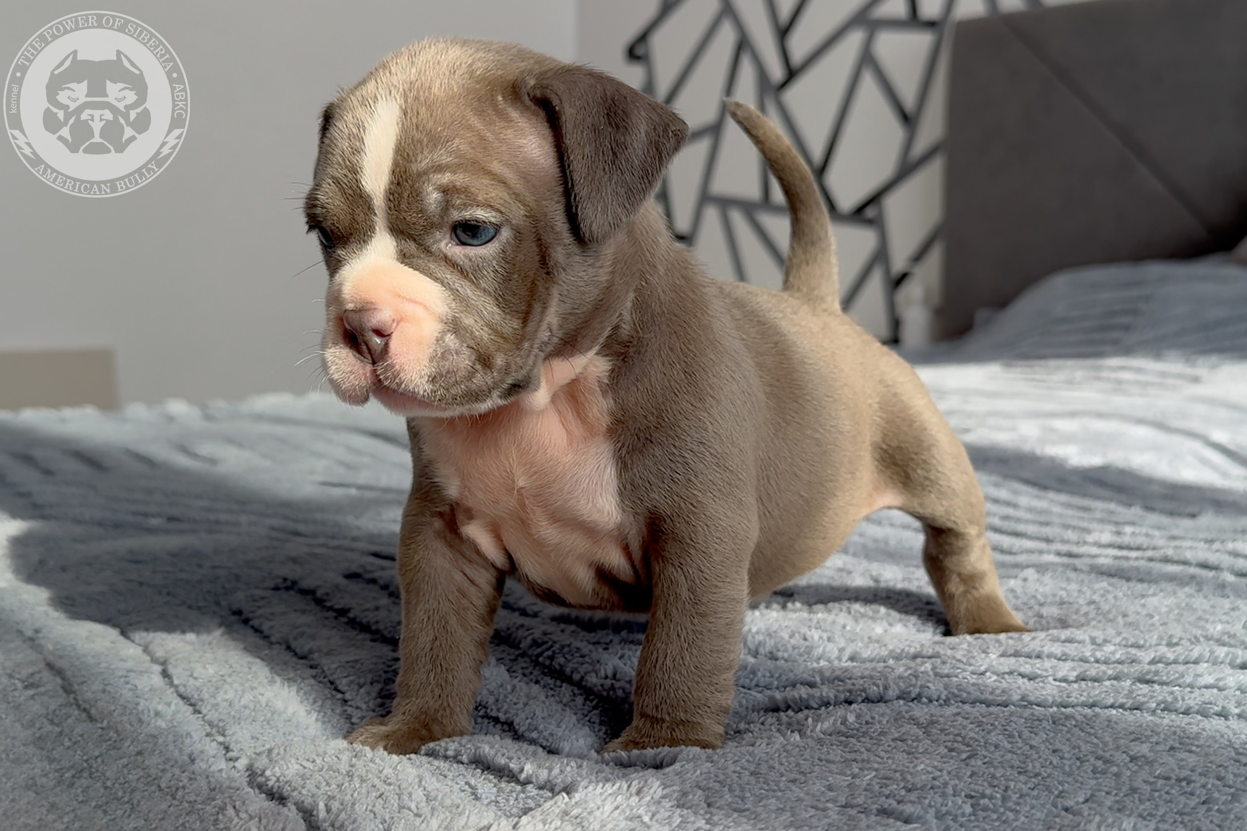 Свободные щенки Американский Булли стандарт и Свободные щенки Американский Булли классик. Американский Булли в г. Ростов-на-Дону. Питомник THE POWER OF SIBERIA