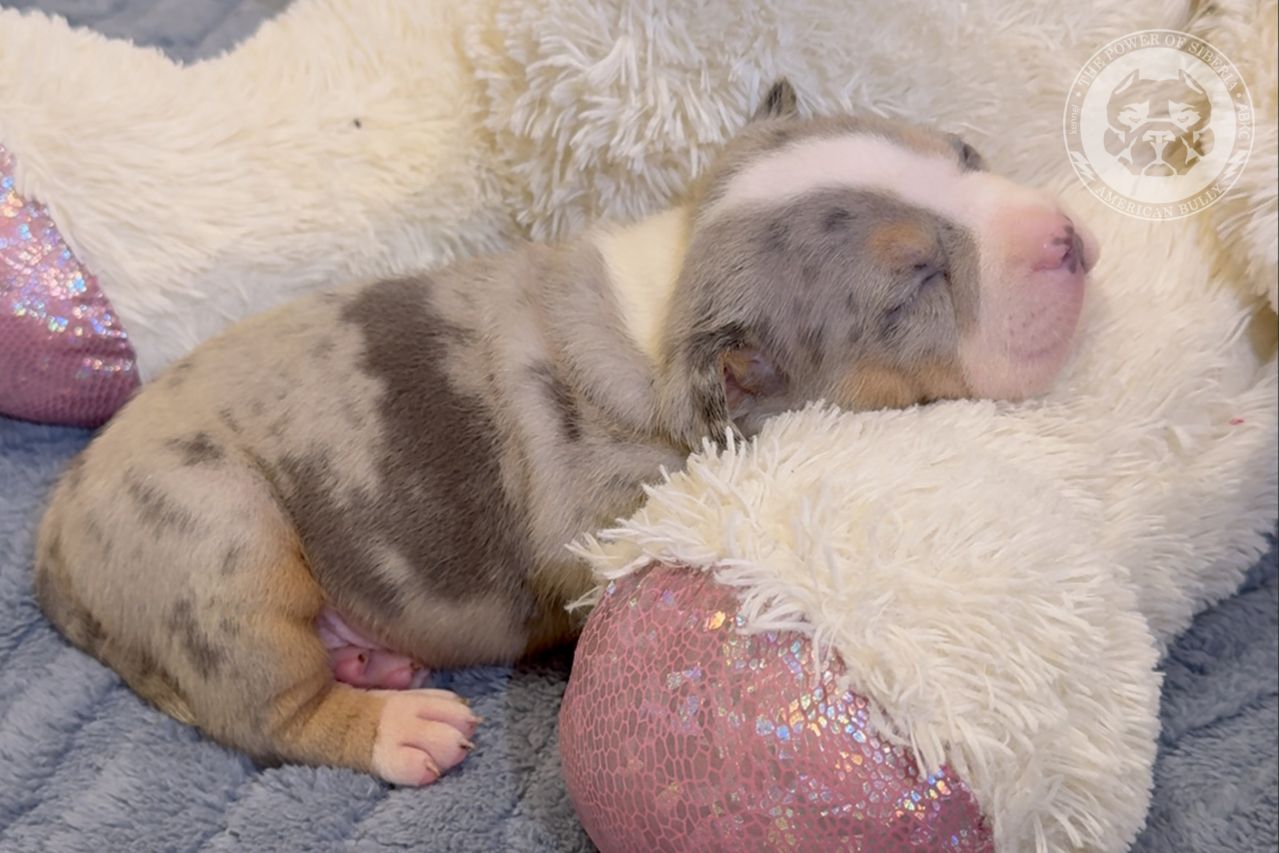 Свободные щенки Американский Булли, в типах покет, классик, стандарт. Американский Булли в г. Ростов-на-Дону. Питомник THE POWER OF SIBERIA