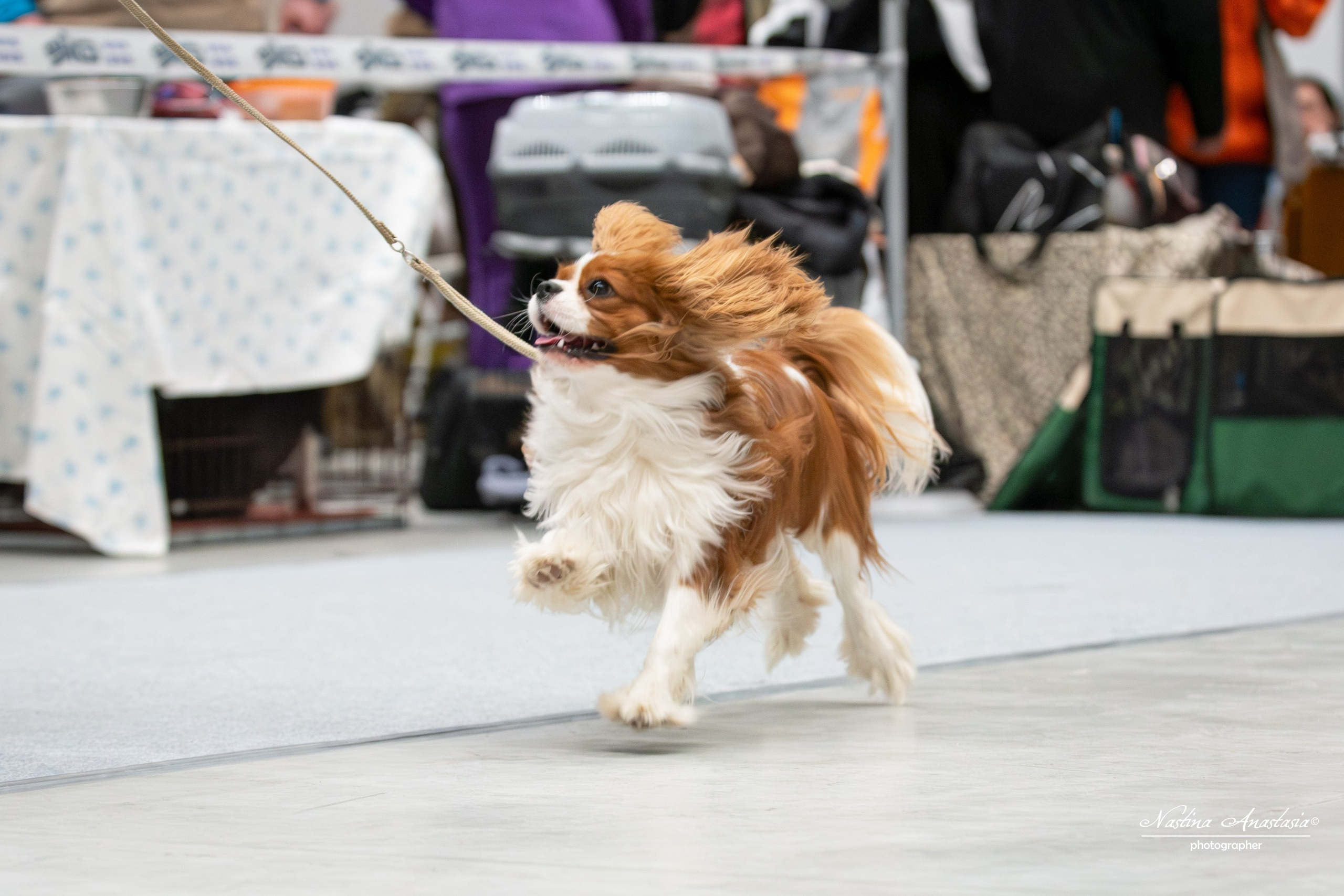 Выставки. Фотограф — Анималист