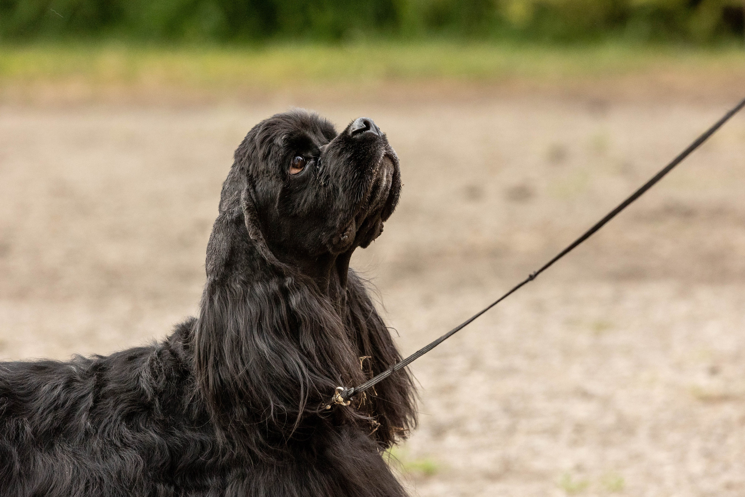 Репортаж (фото с выставок). Фотограф-АниМалист Анна Абрамова