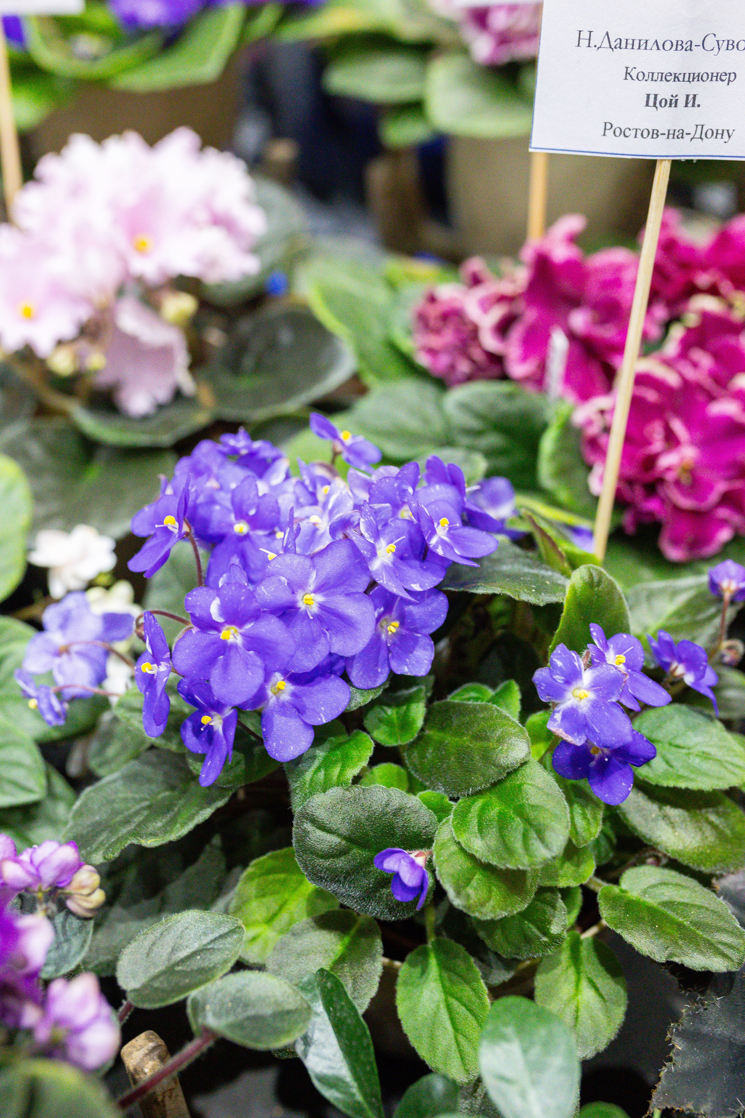 Монстериум 11–12 октября. Александра Куликова фотограф, Москва