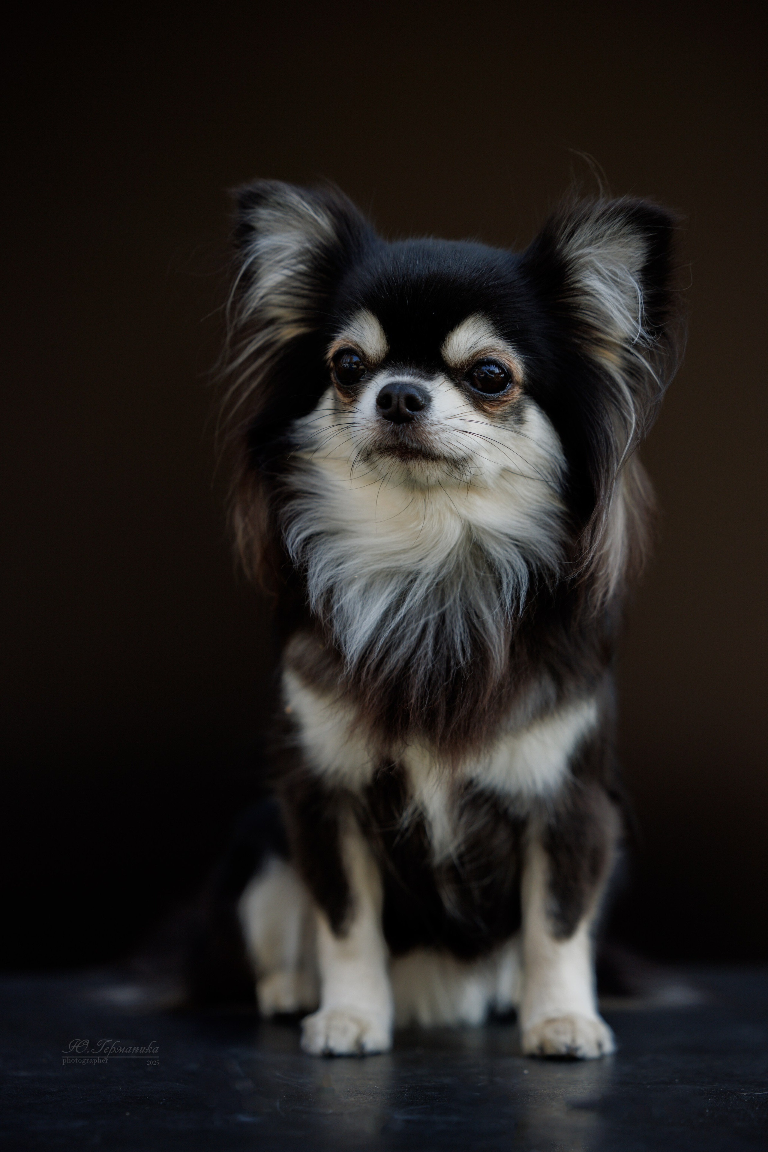 Ташкент 3хCACIB 3-5.10.2025. Фотограф-анималист Юлия Германика