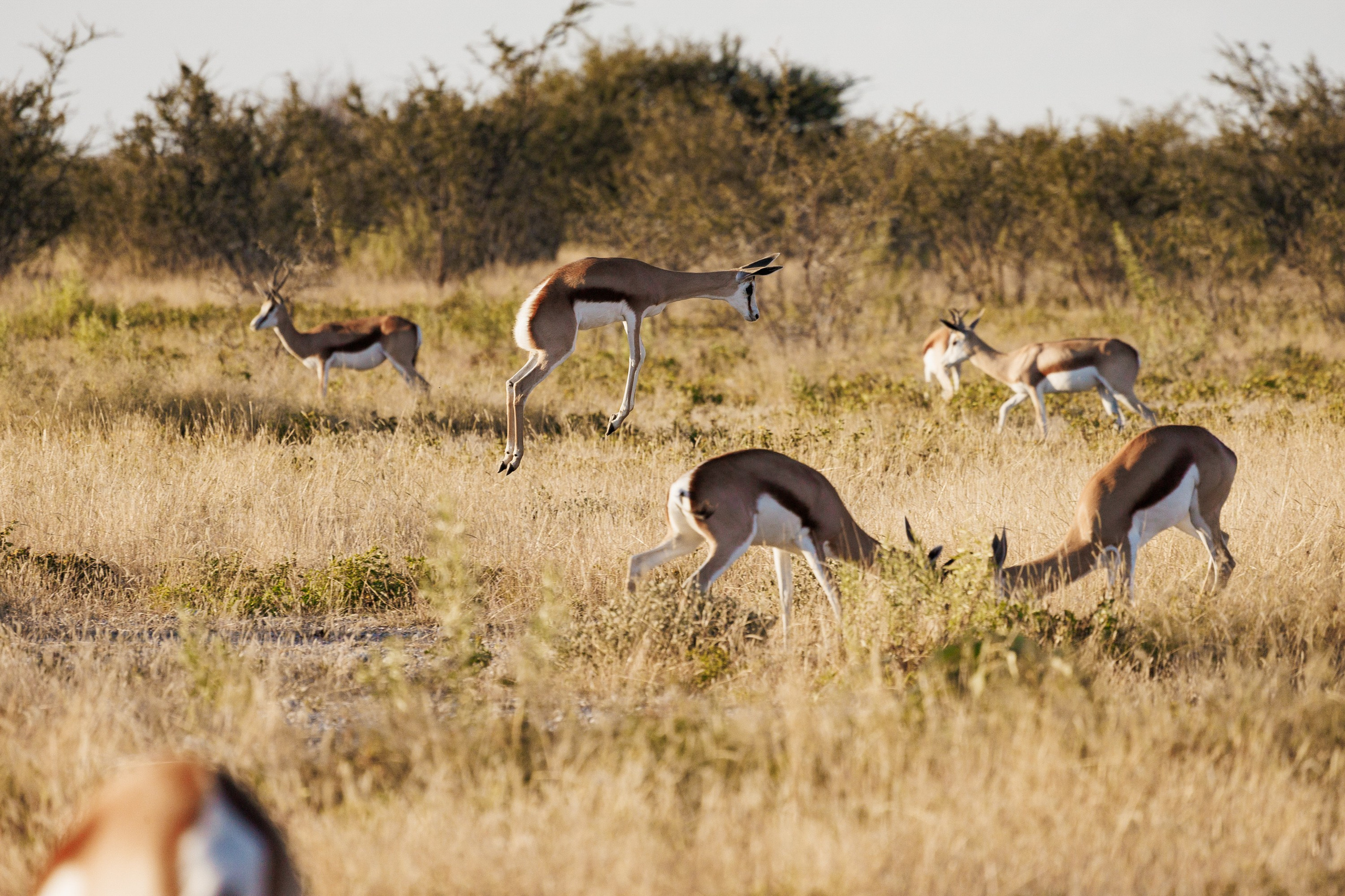 НАМИБИЯ. Роадтрип