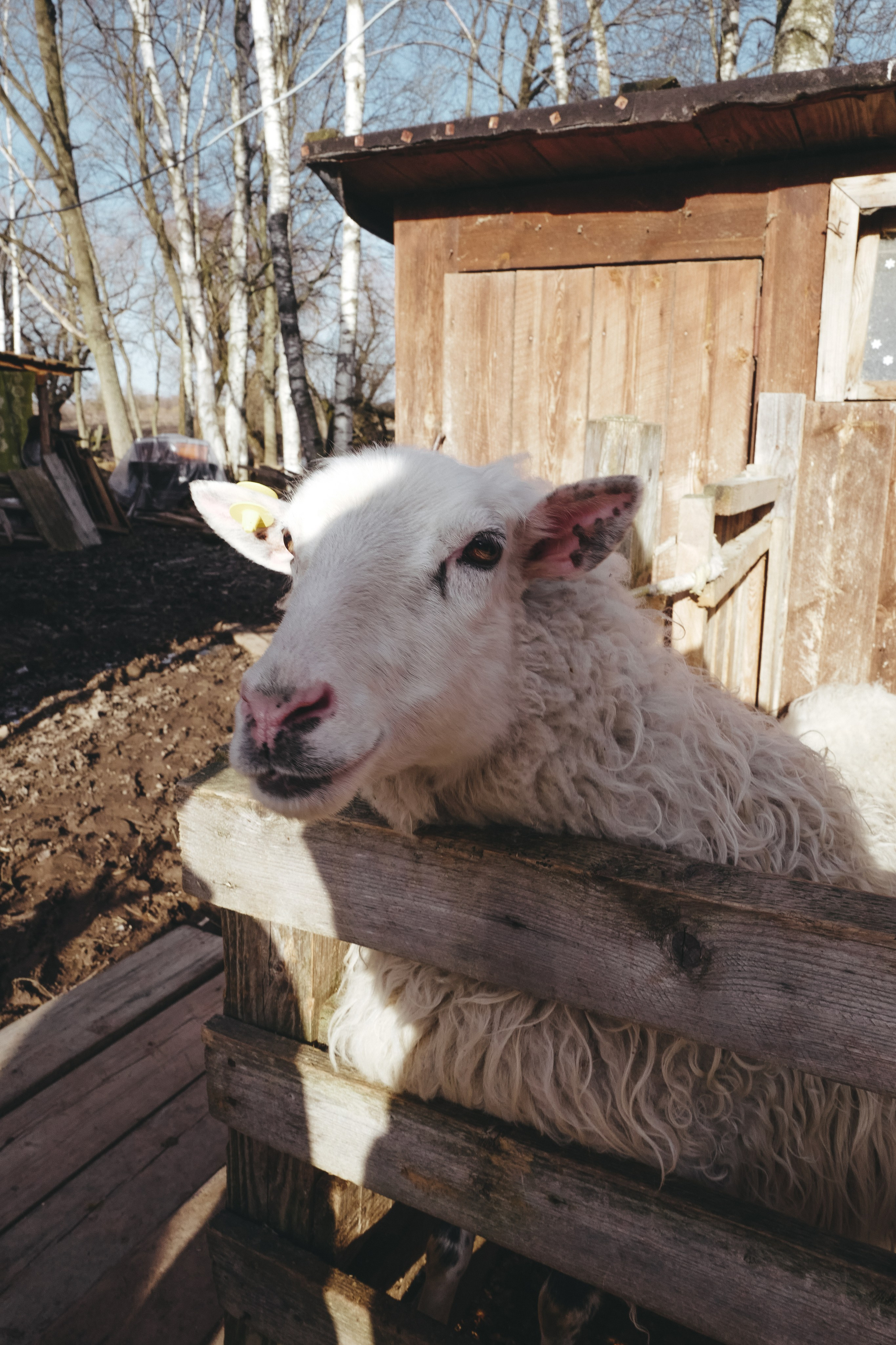 Vitoslavici/Novgorod. <3