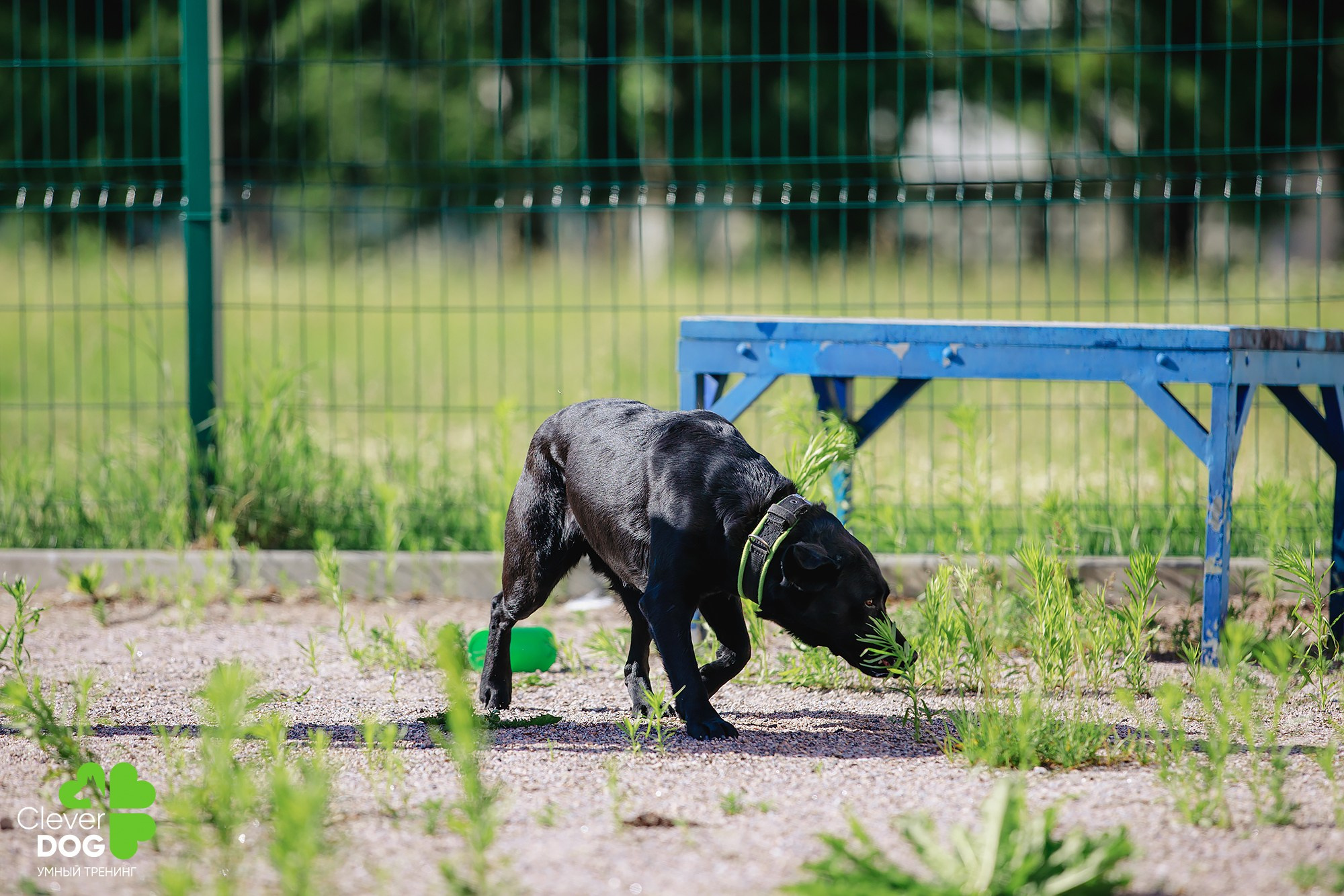 Семинар по поиску запаха с Иваном Ломовым, организатор CleverDog, СПб. Фотограф-анималист Mary Mart — Москва, Питер