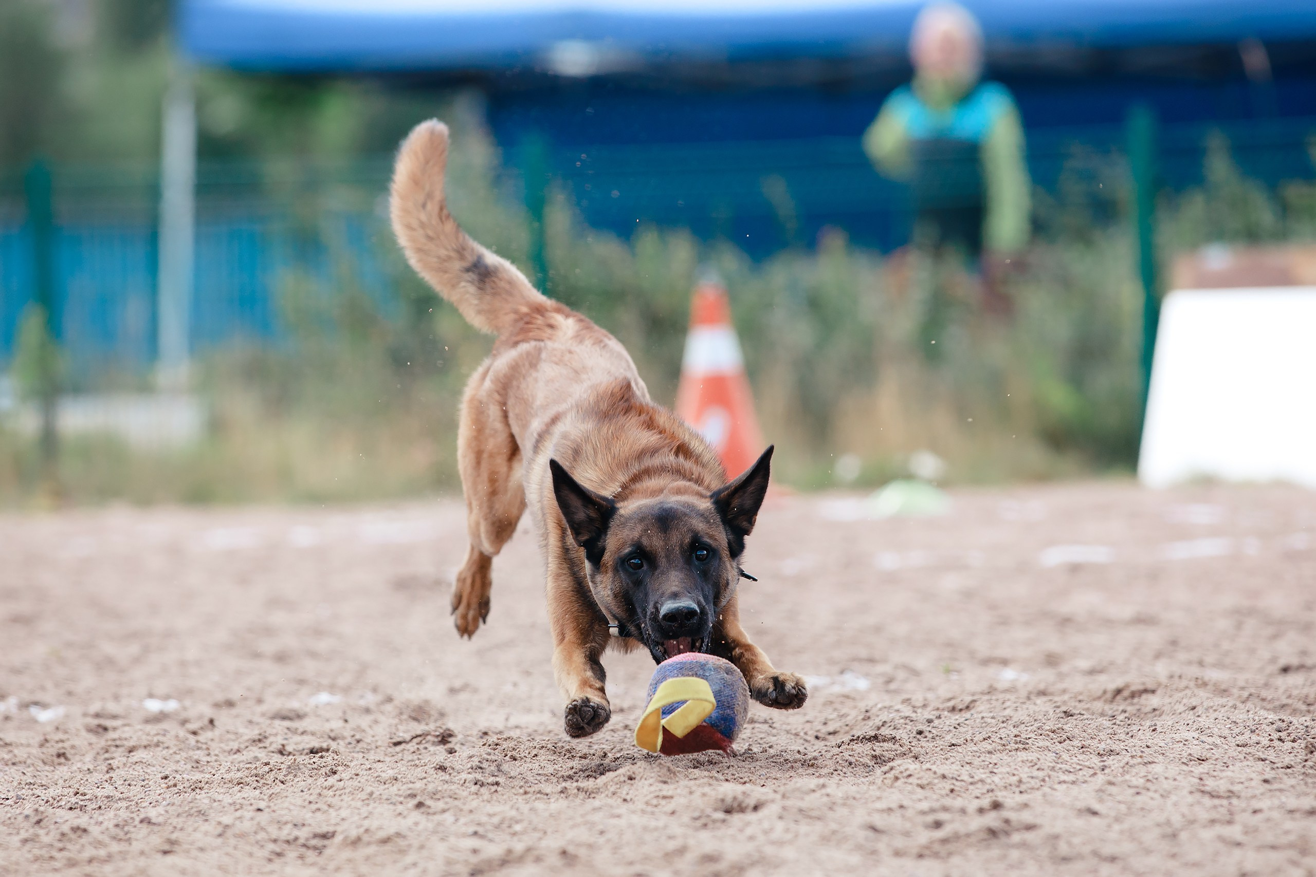 Питч&Гоу + веселые старты. Фотограф-анималист Mary Mart — Москва, Питер