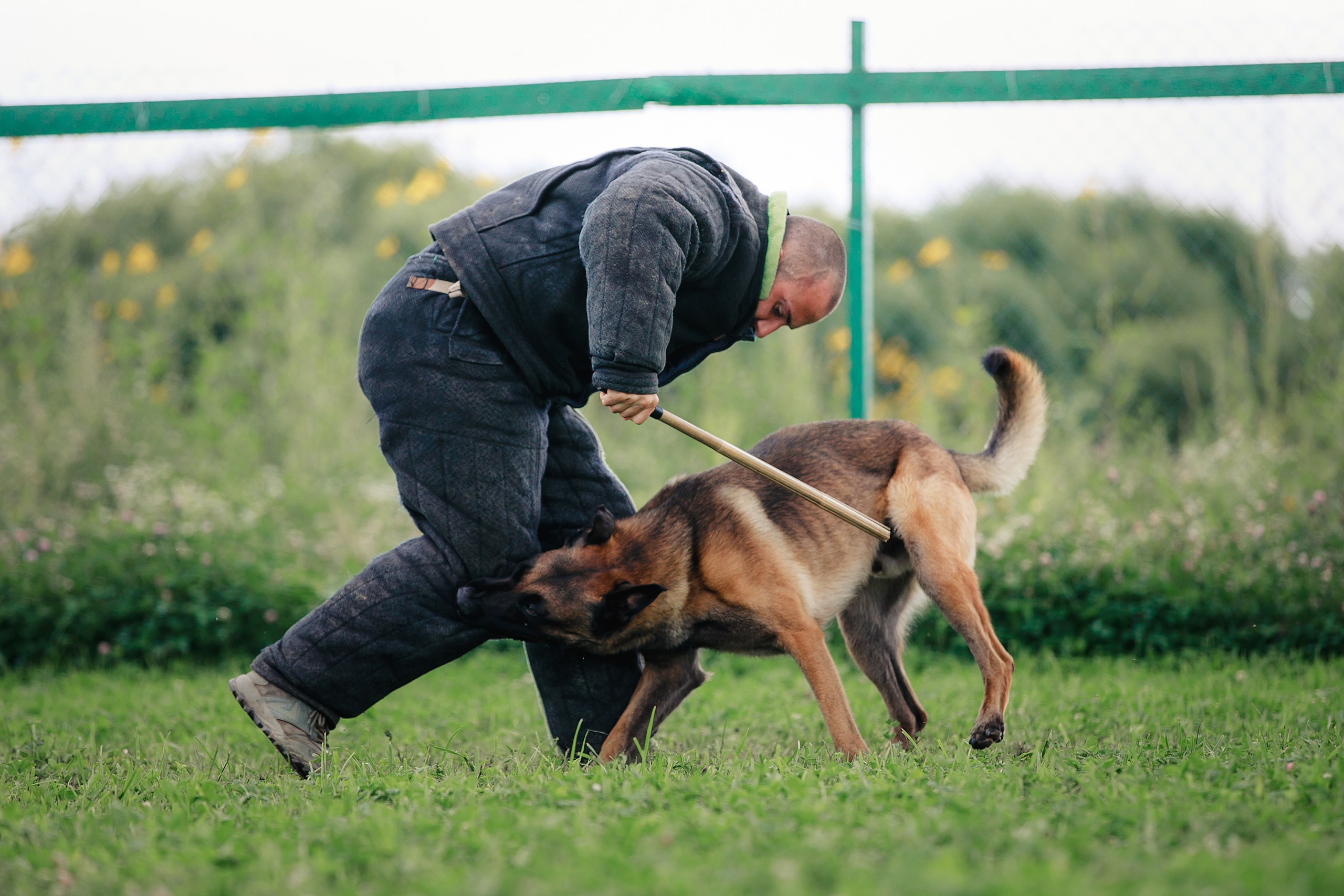Мондьоринг М1, М2, М3, Вологда. Фотограф-анималист Mary Mart — Москва, Питер