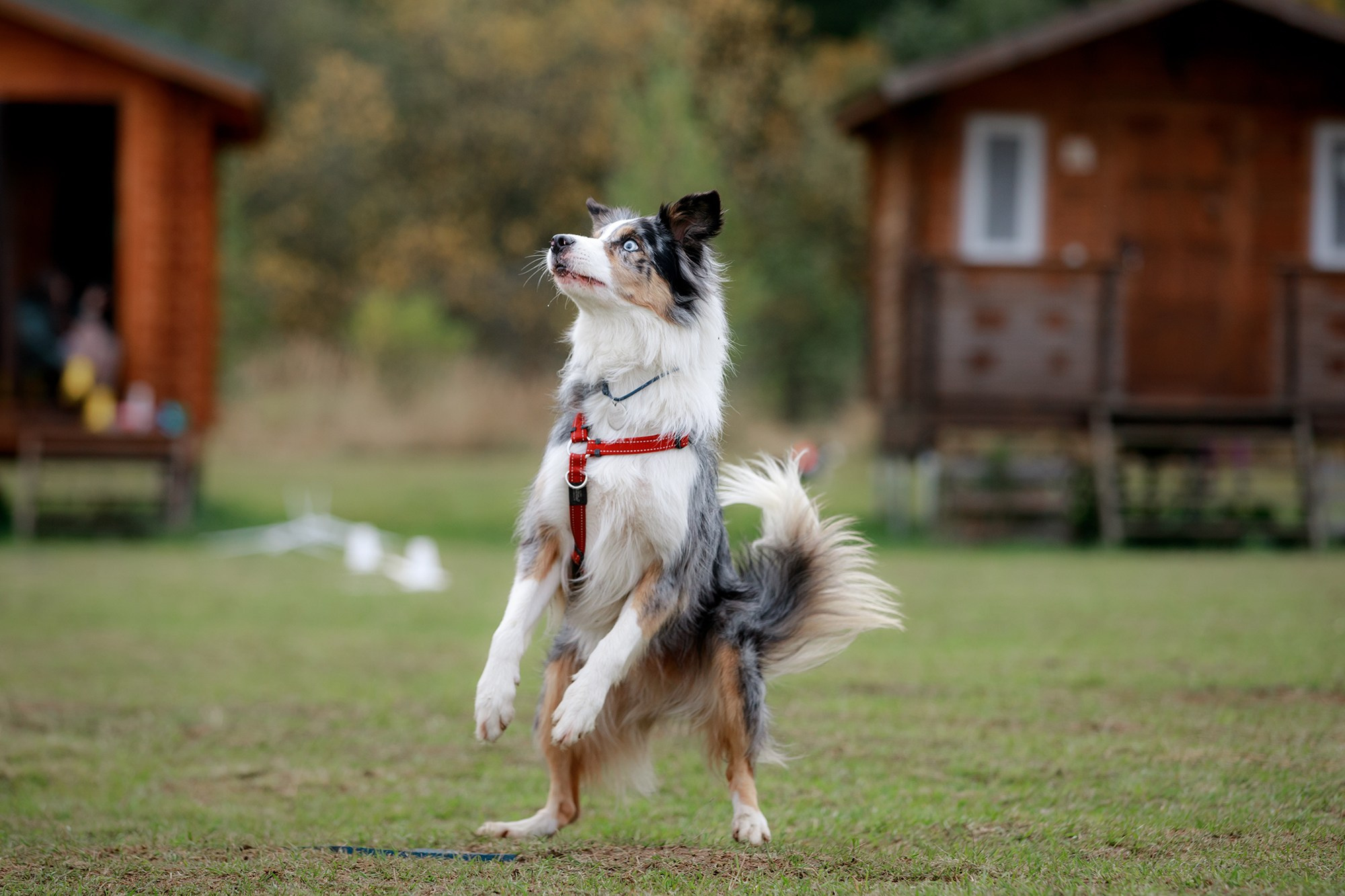 Лагерь по ОБД с Инной Баженовой. Фотограф-анималист Mary Mart — Москва, Питер