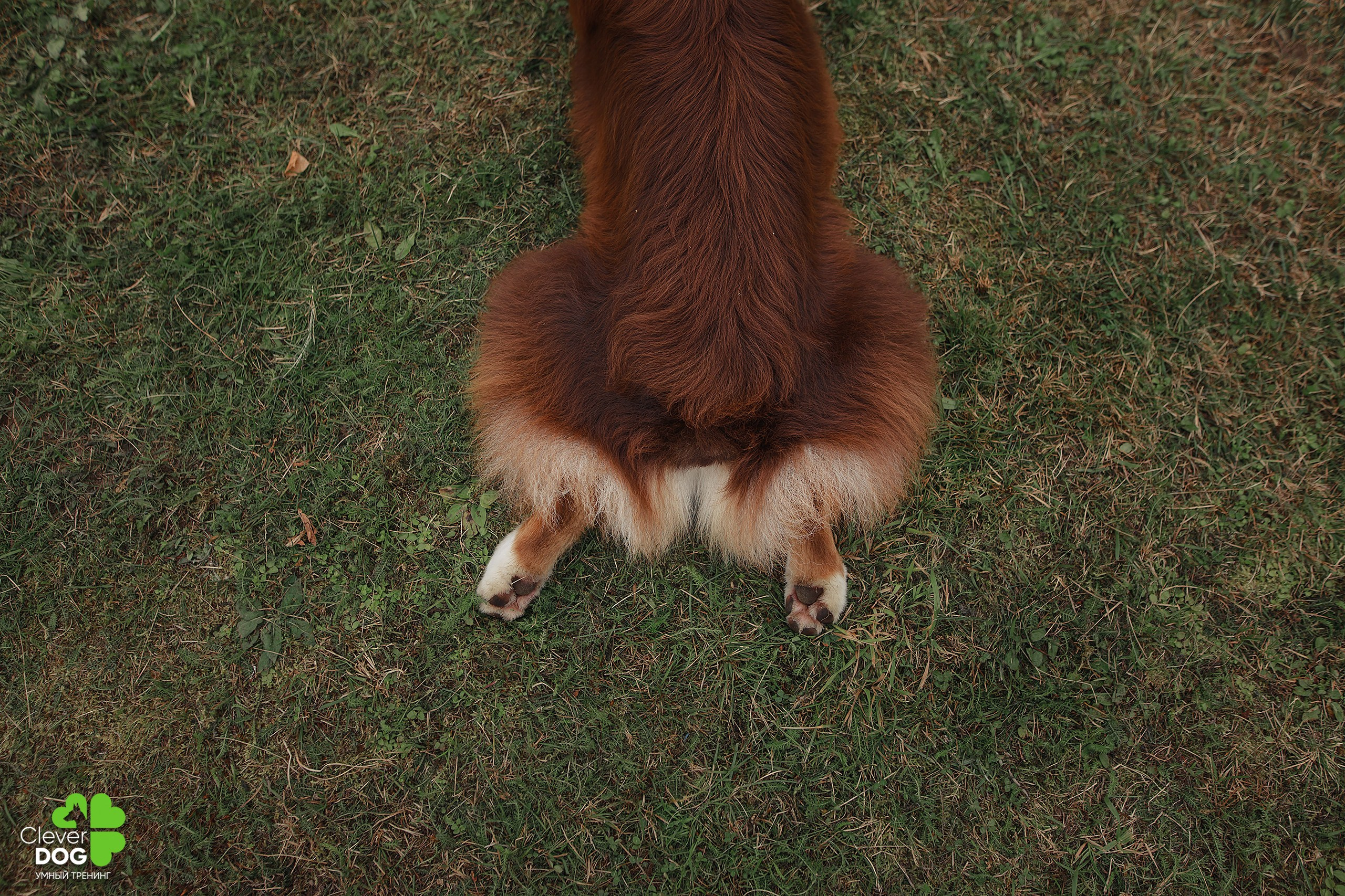 Кинологический лагерь CleverDog, 2024. Фотограф-анималист Mary Mart — Москва, Питер