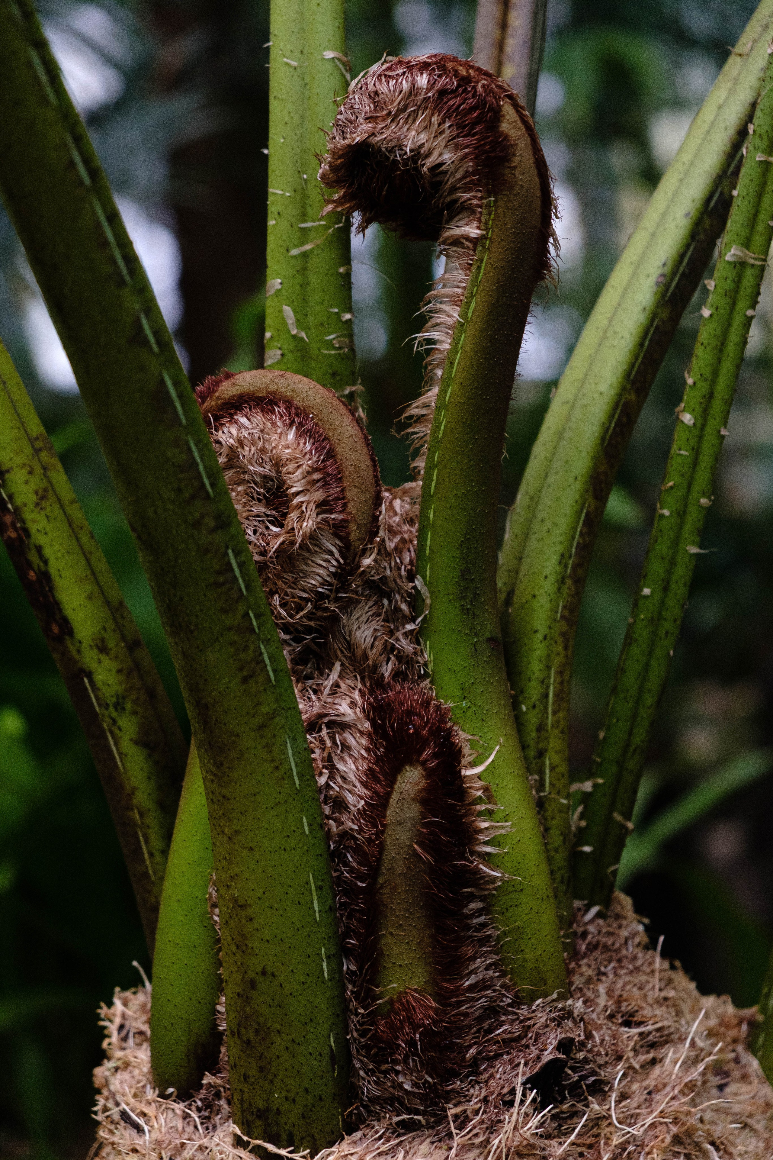 Старая Фондовая оранжерея. Алексей Никифоров свадебный и семейный фотограф Москва, Химки