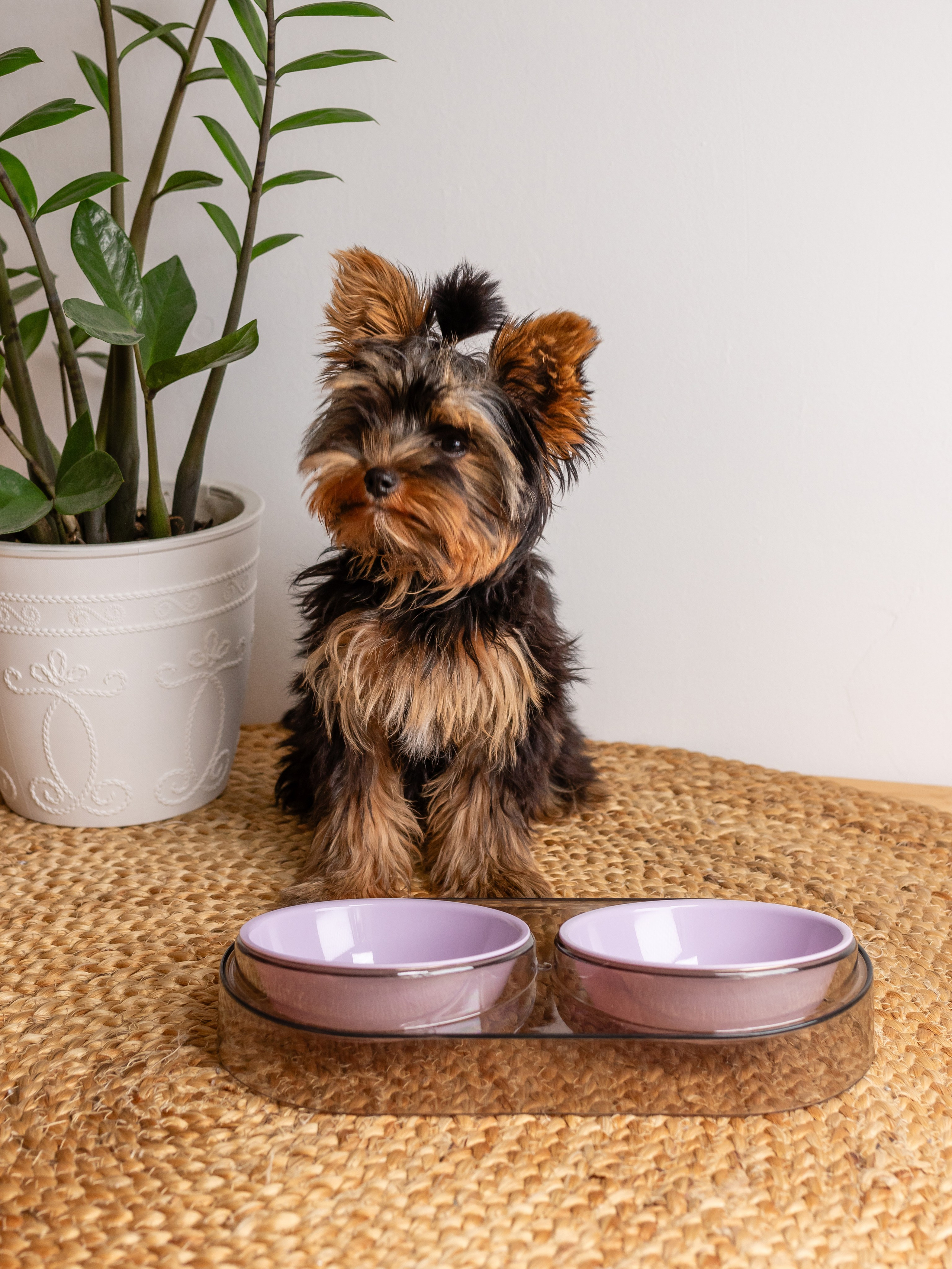 Миска для собаки. Фотограф в Краснодаре Арина Кудряшова