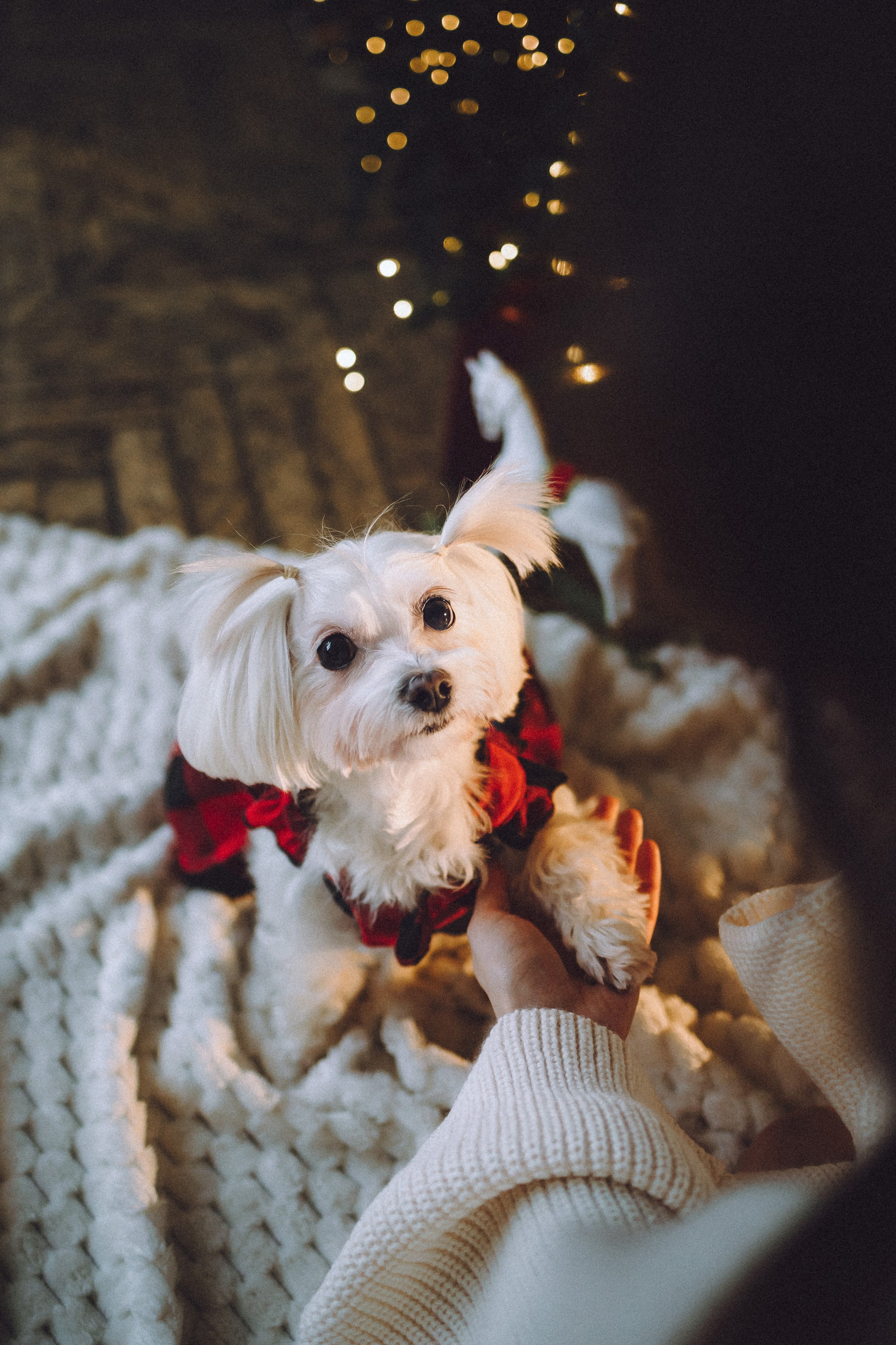 Констанция и Молли