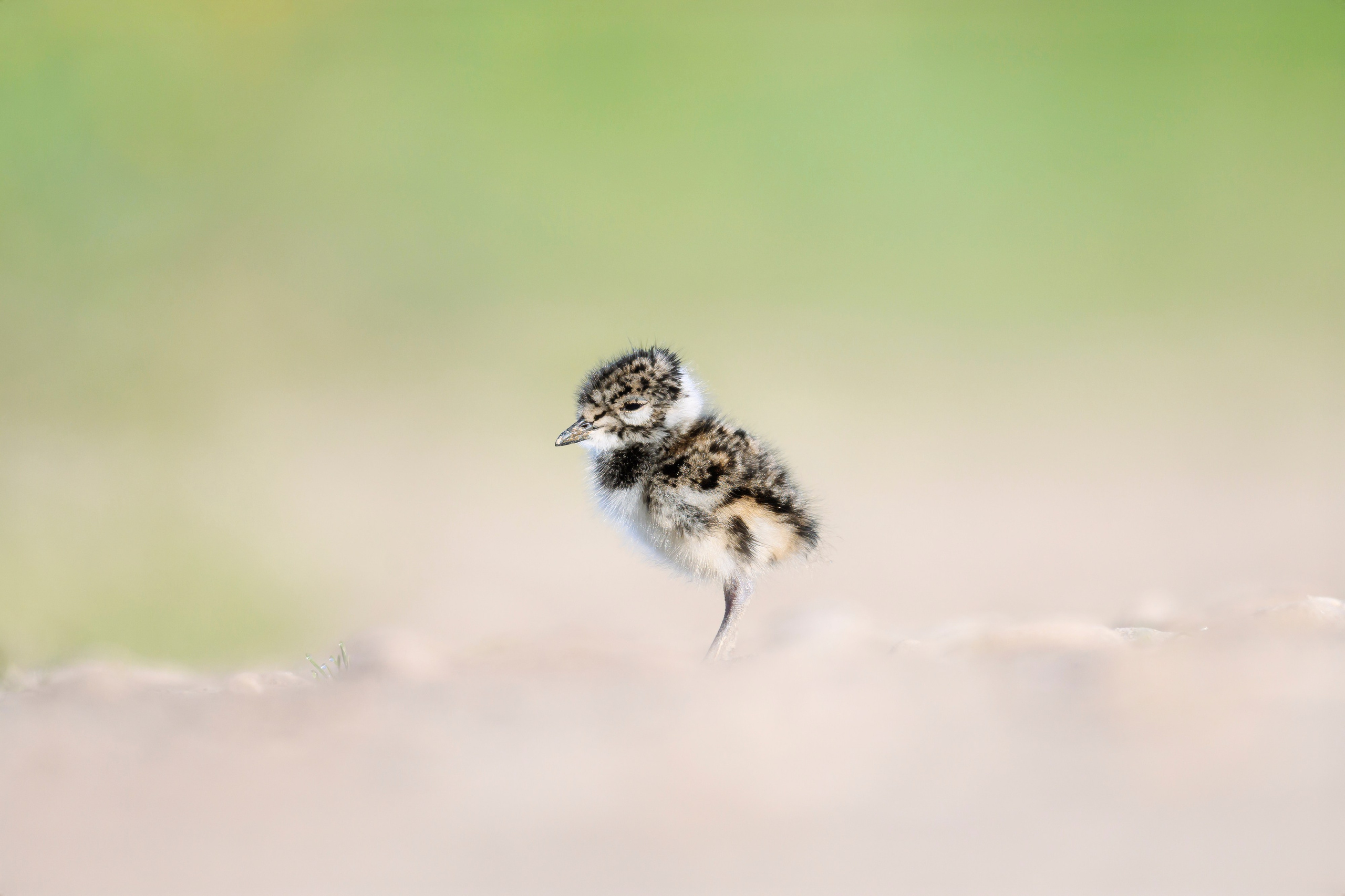 Чибисята. Wildlife photography by Sergey Puponin