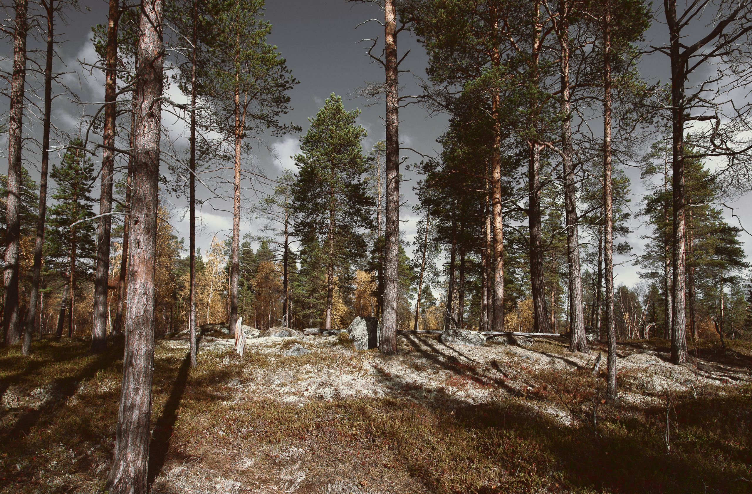 Мир растений. Пейзажи Крайнего Севера. Баренцево море, Рыбачий, Средний, Немецкий