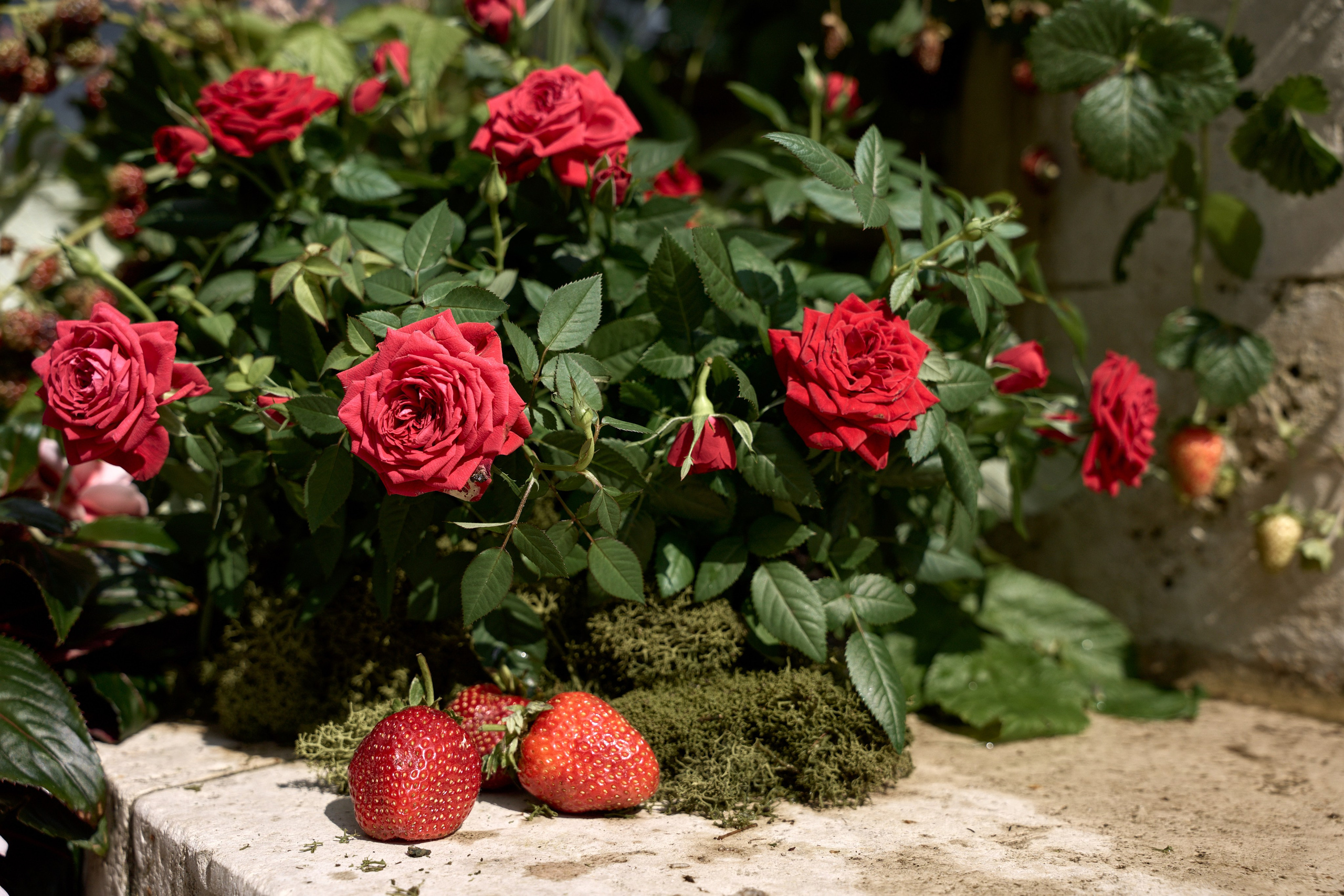 Москва (Сенешаль). Свадебный фотограф Наталья Помазкина | Репортаж Екатеринбург Москва