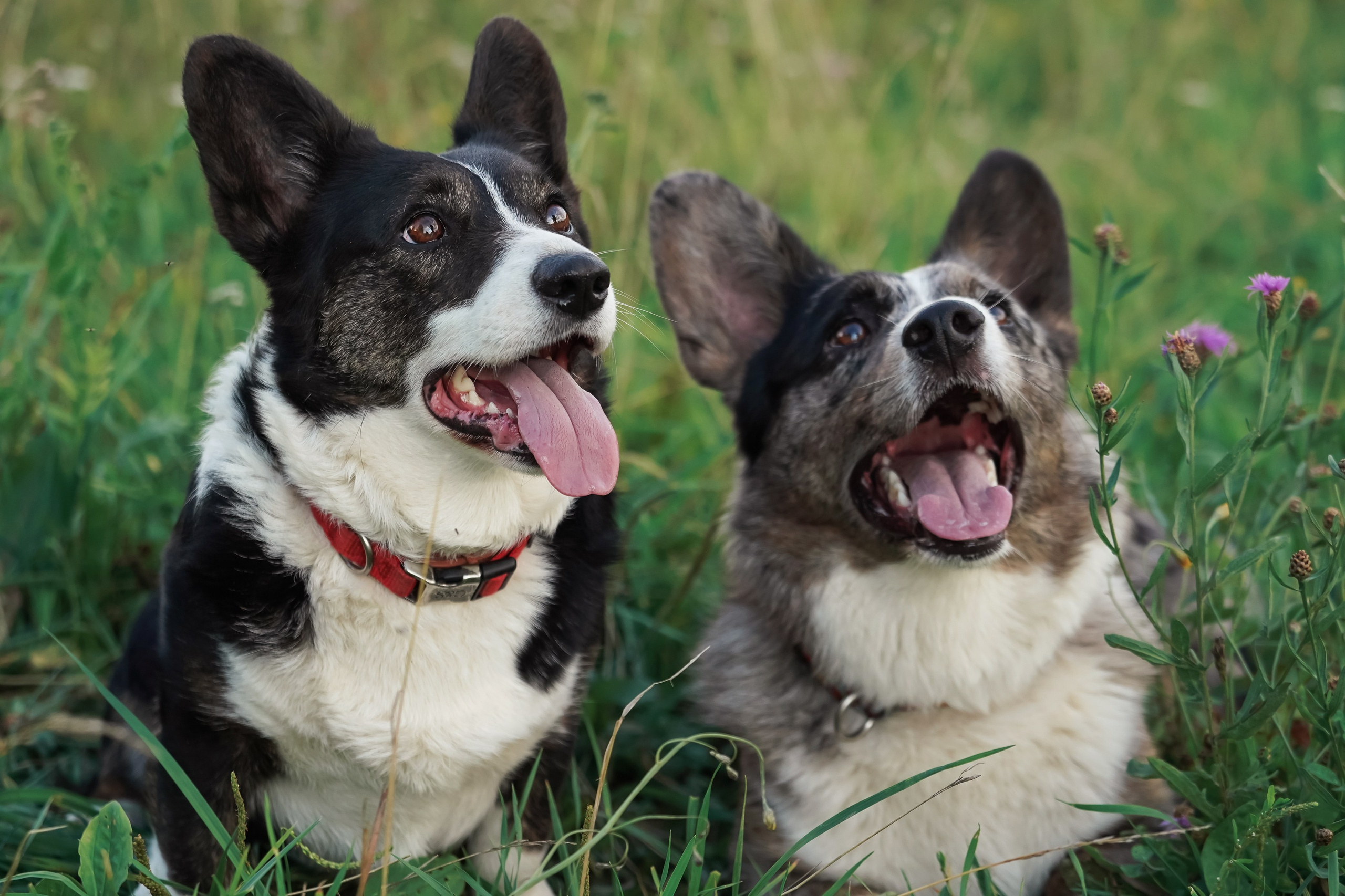 Прогулки. Фотограф-анималист, портретный фотограф в Чебоксарах Мария Садыкова