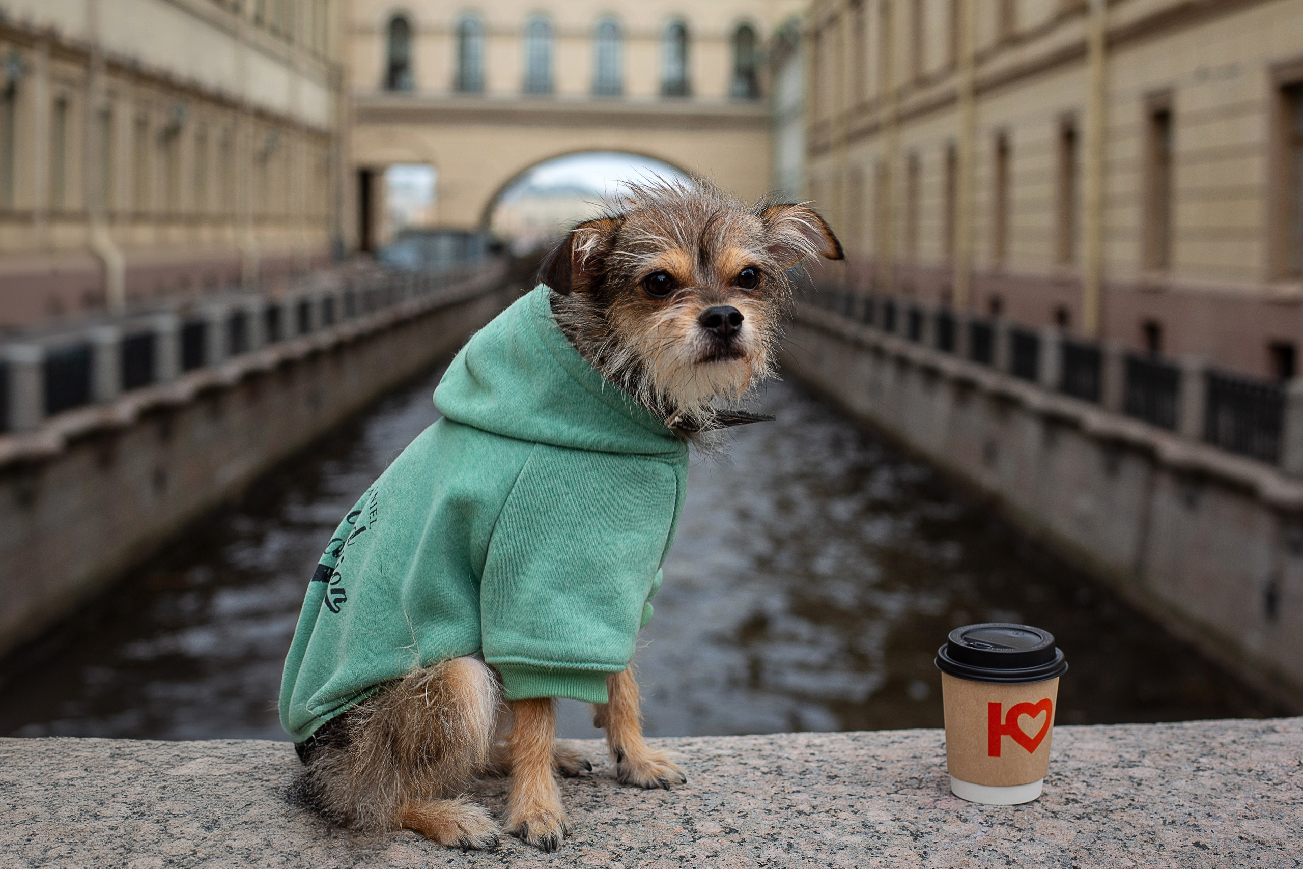 Фотосессия питомца. Душевный фотограф в Санкт-Петербурге. Свадебные и семейные фотосессии