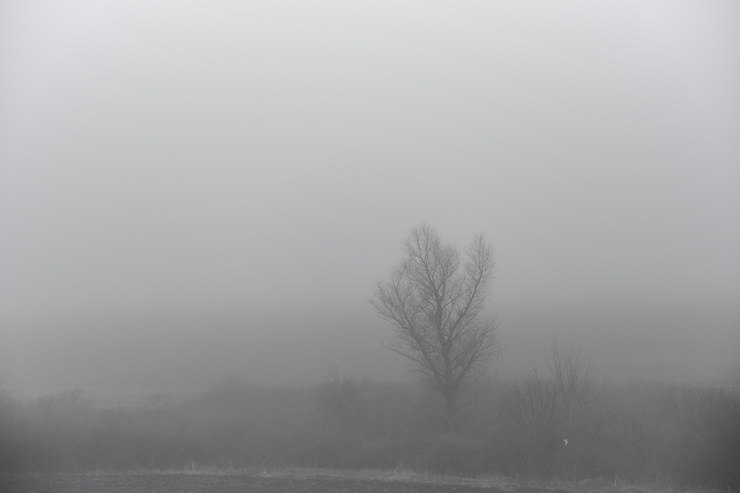 Дорога домой. Туман. Фотограф Роман Адлер