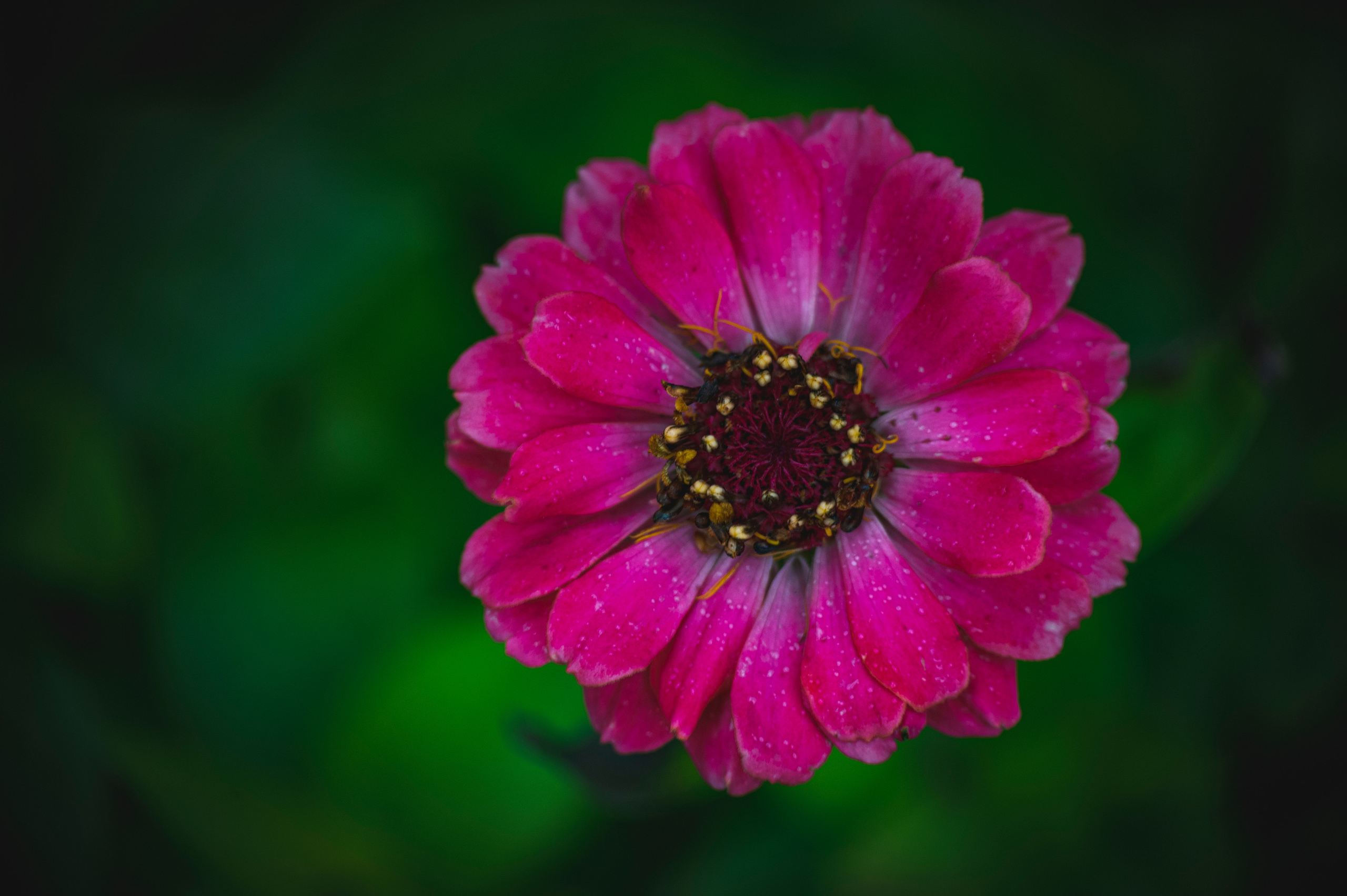 Фотопрогулка ДР. Фотограф Роман Адлер