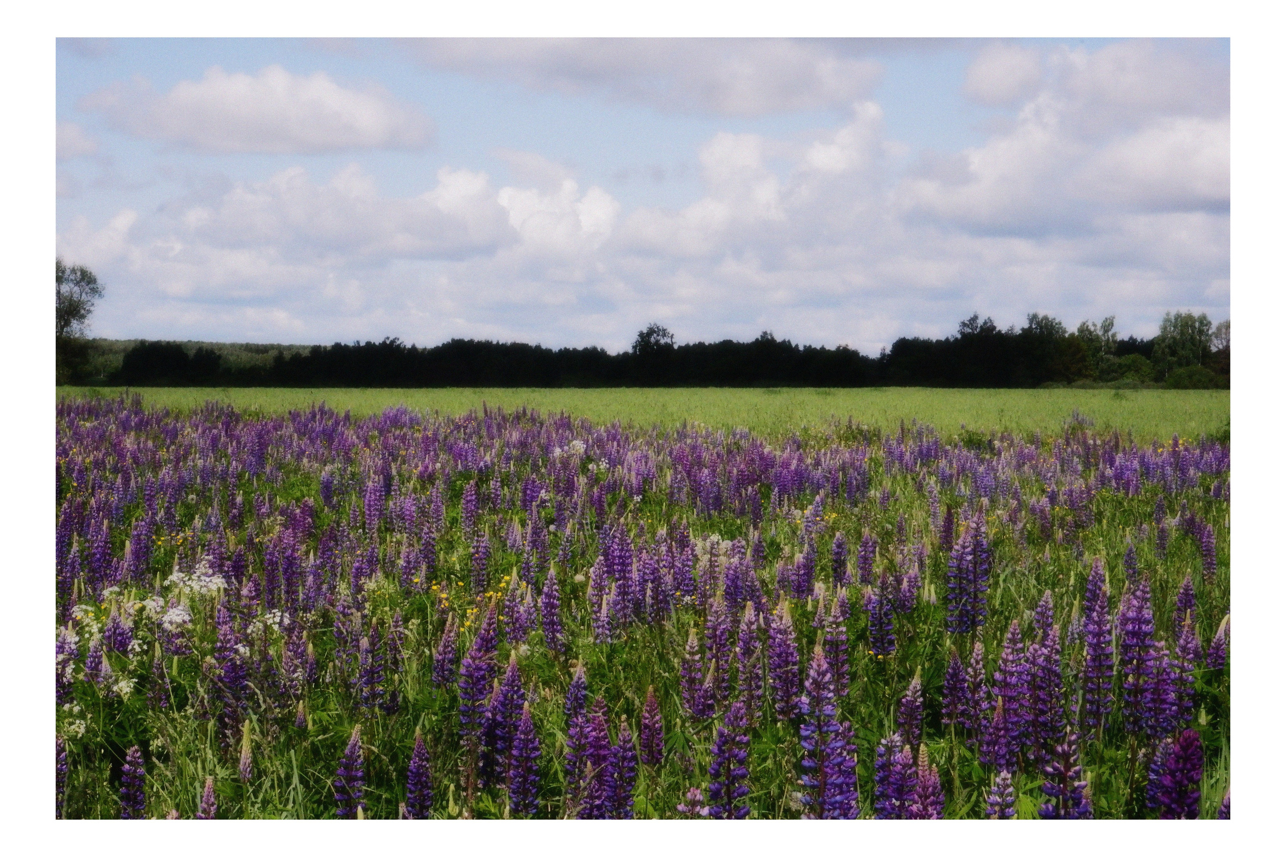 KALUGA. ANNA — PHOTOGRAPHER