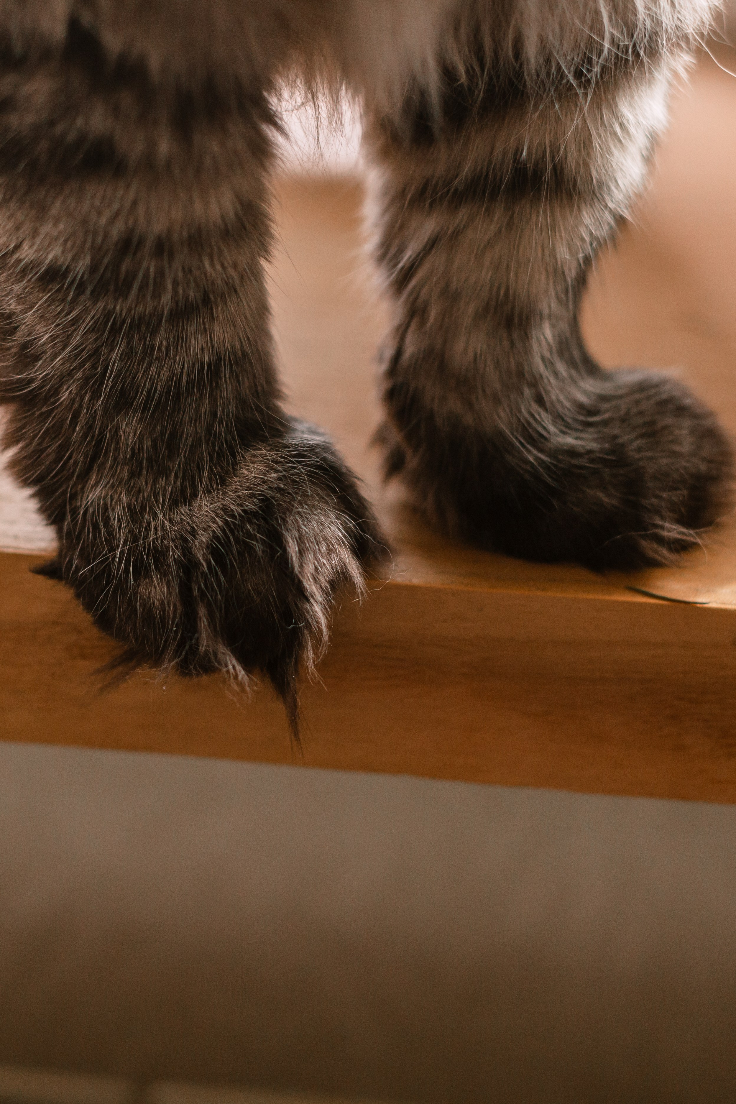 Домашняя фотосессия кота. Фотограф-анималист Татьяна Степанова